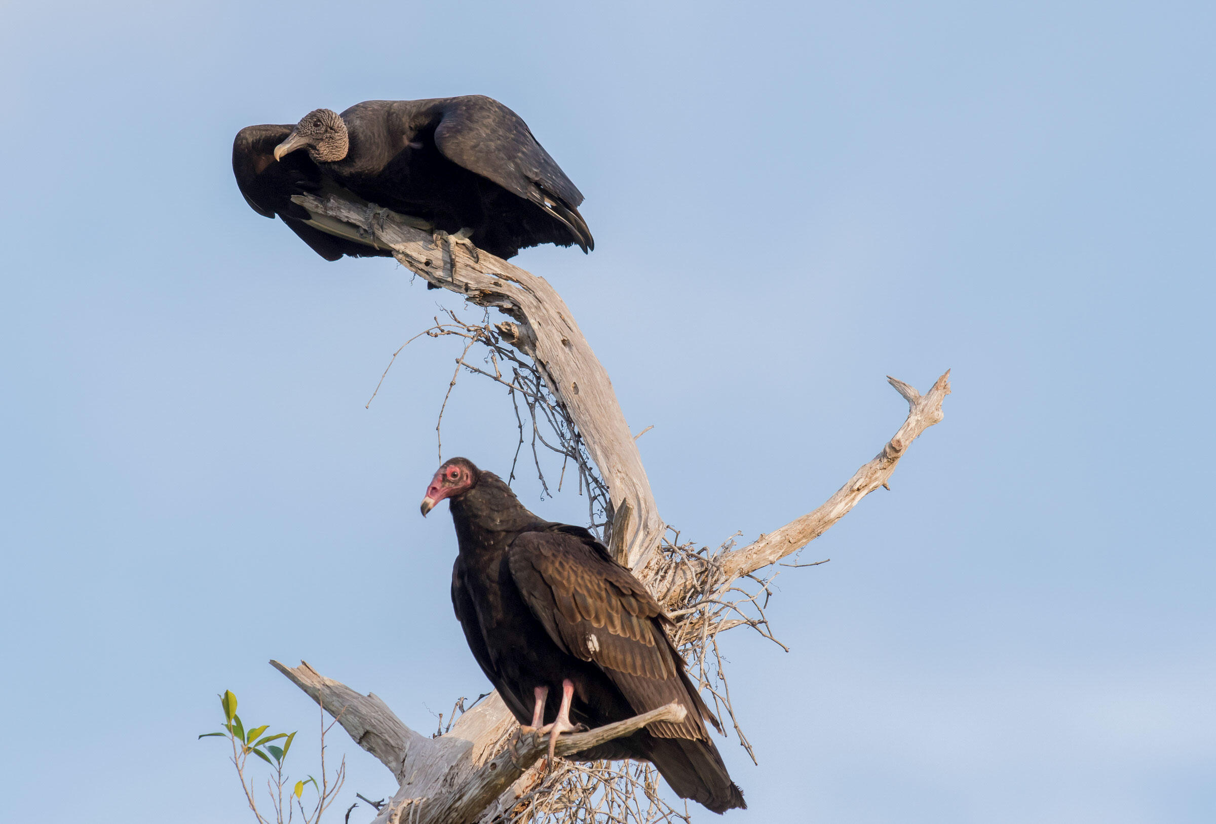 Zopilote Común Guía de Aves