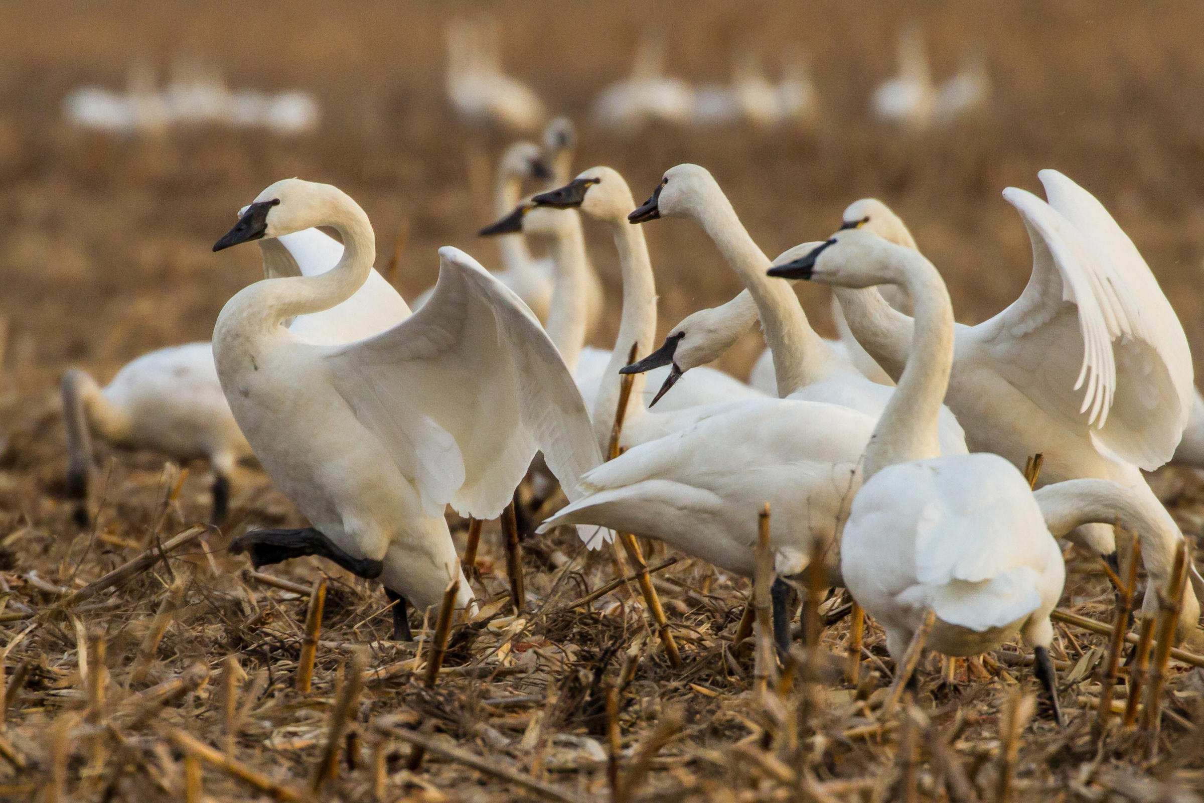 Tundra Swan Audubon Field Guide
