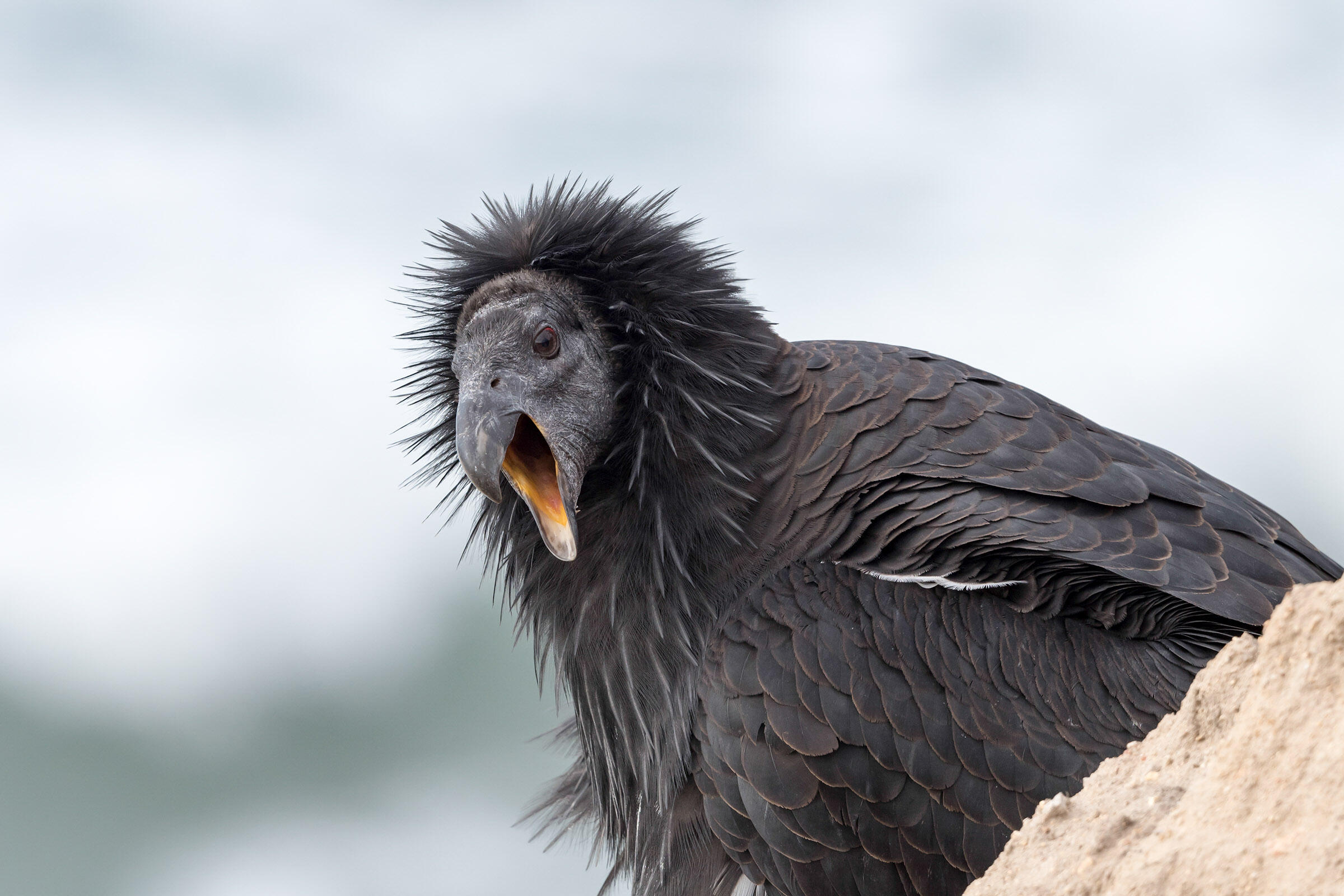 California Condor Audubon Field Guide