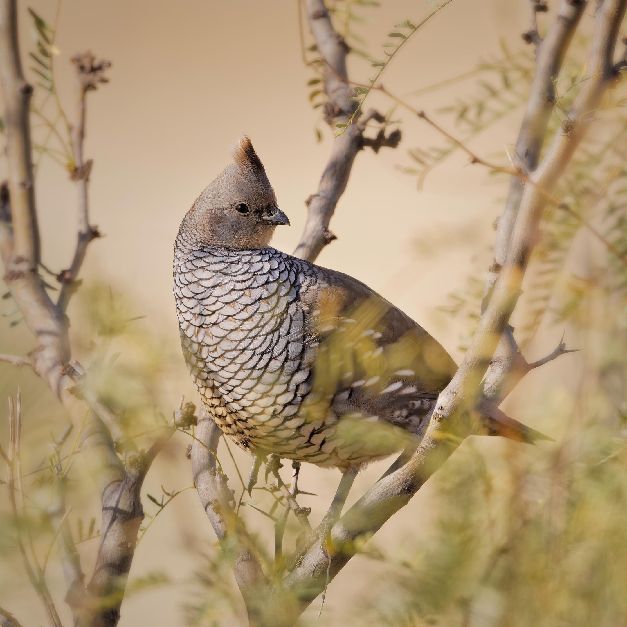 Scaled Quail Audubon Field Guide