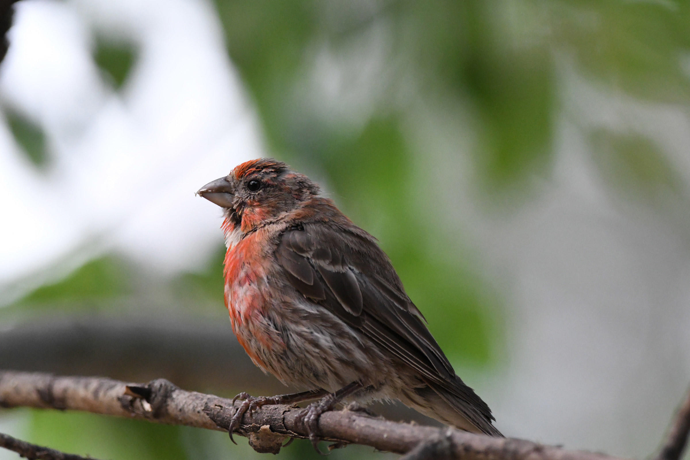 House Finch Audubon Field Guide