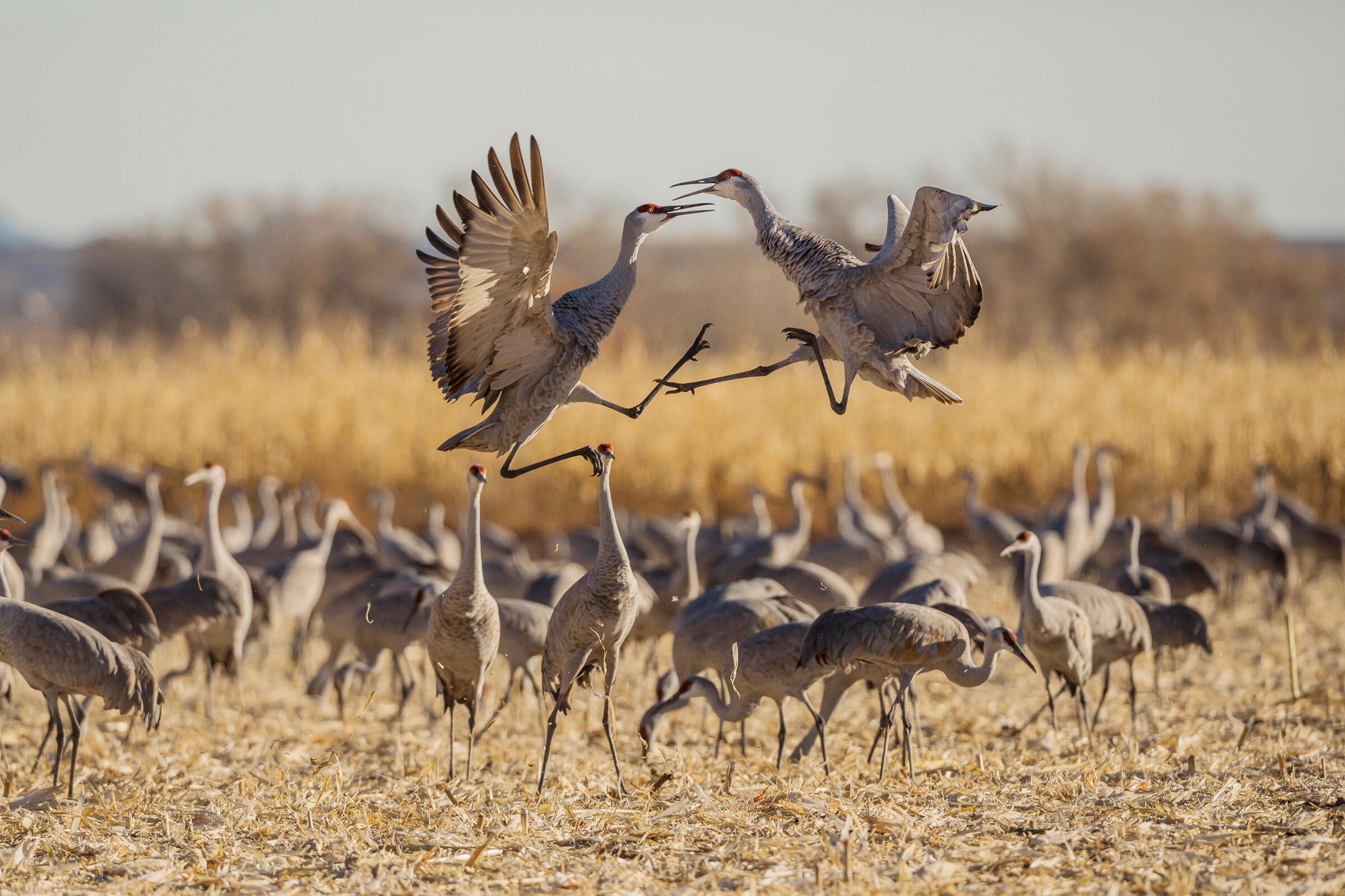 Sandhill Crane Audubon Field Guide