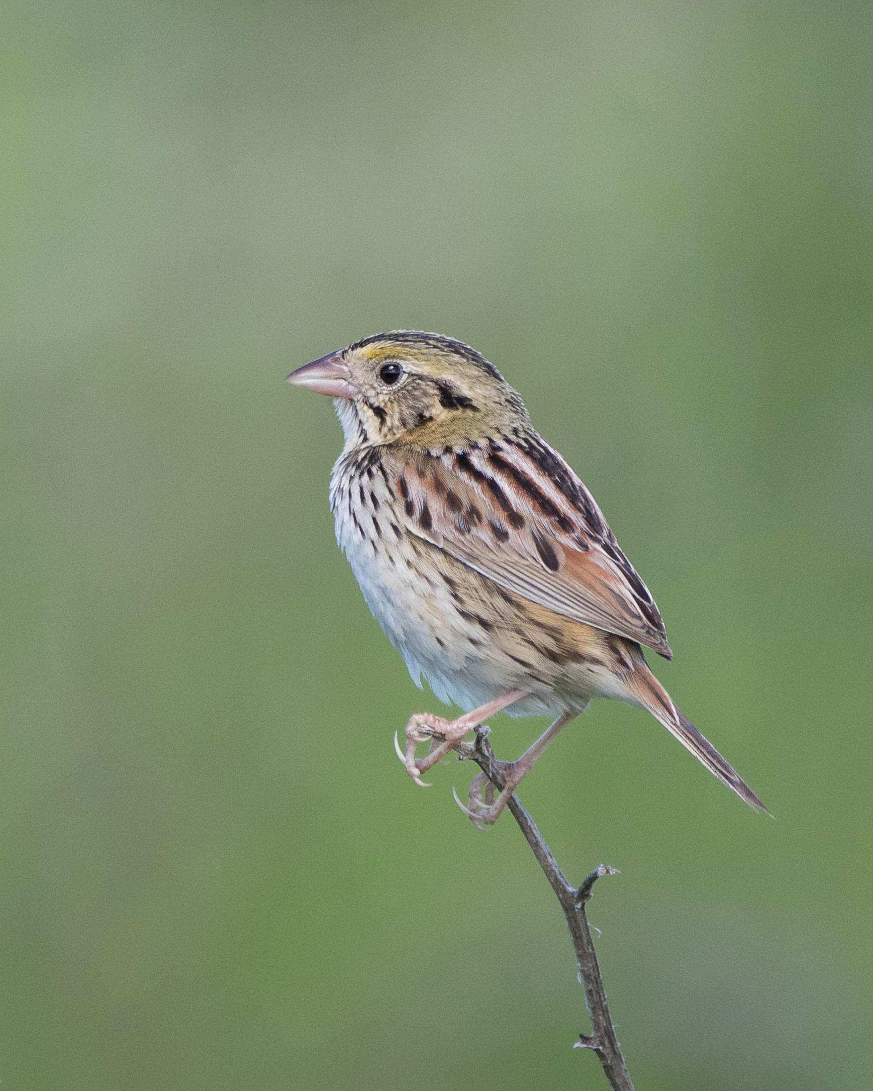 Henslow's Sparrow Audubon Field Guide