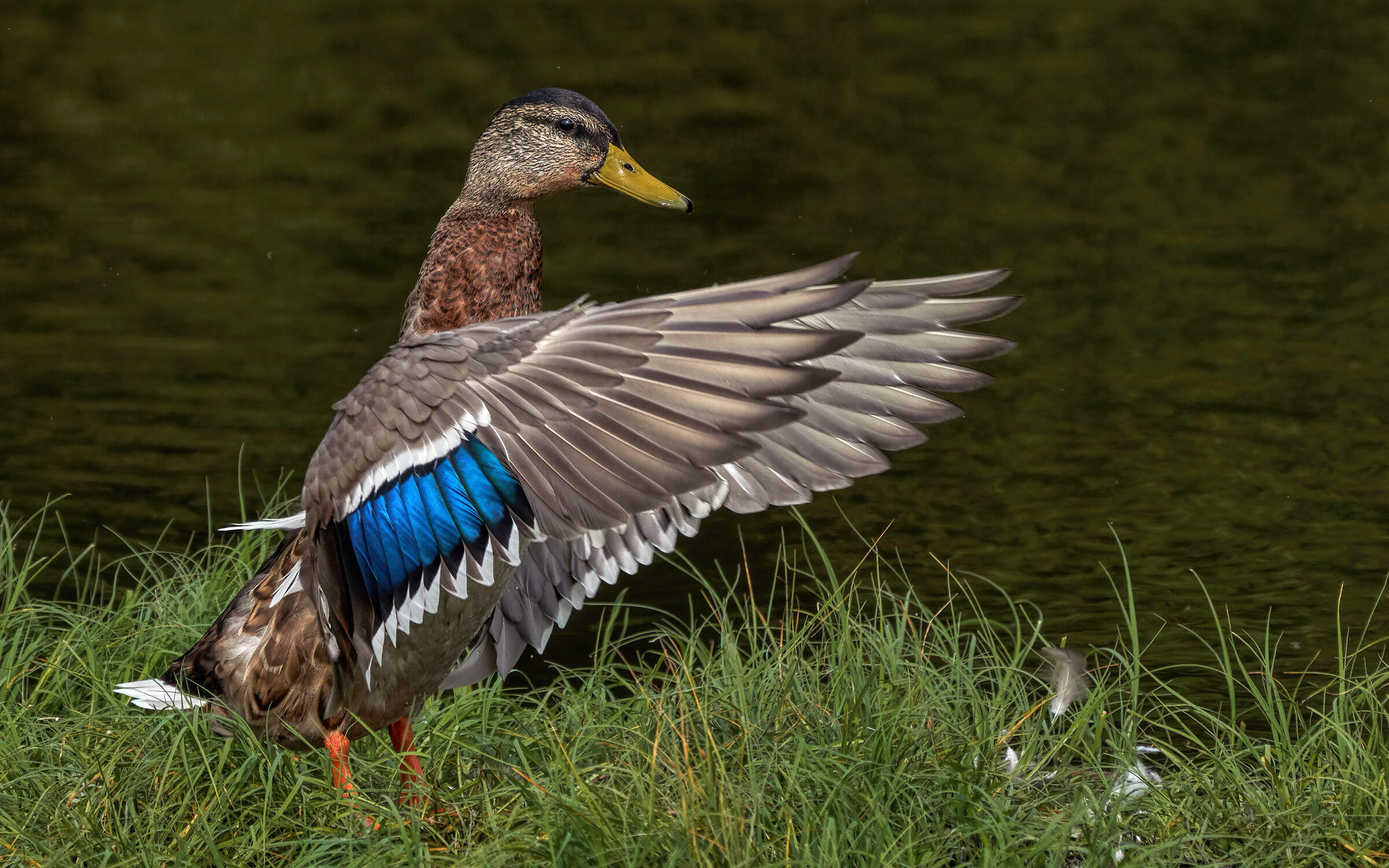 Pato de Collar Guía de Aves