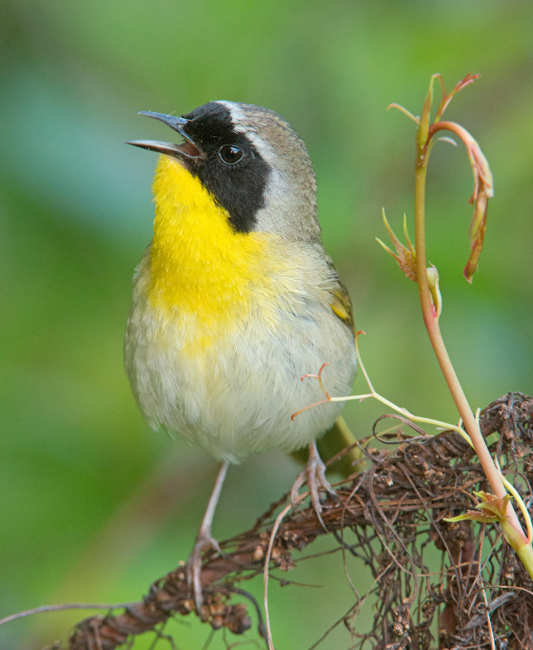 Common Yellowthroat Audubon Field Guide