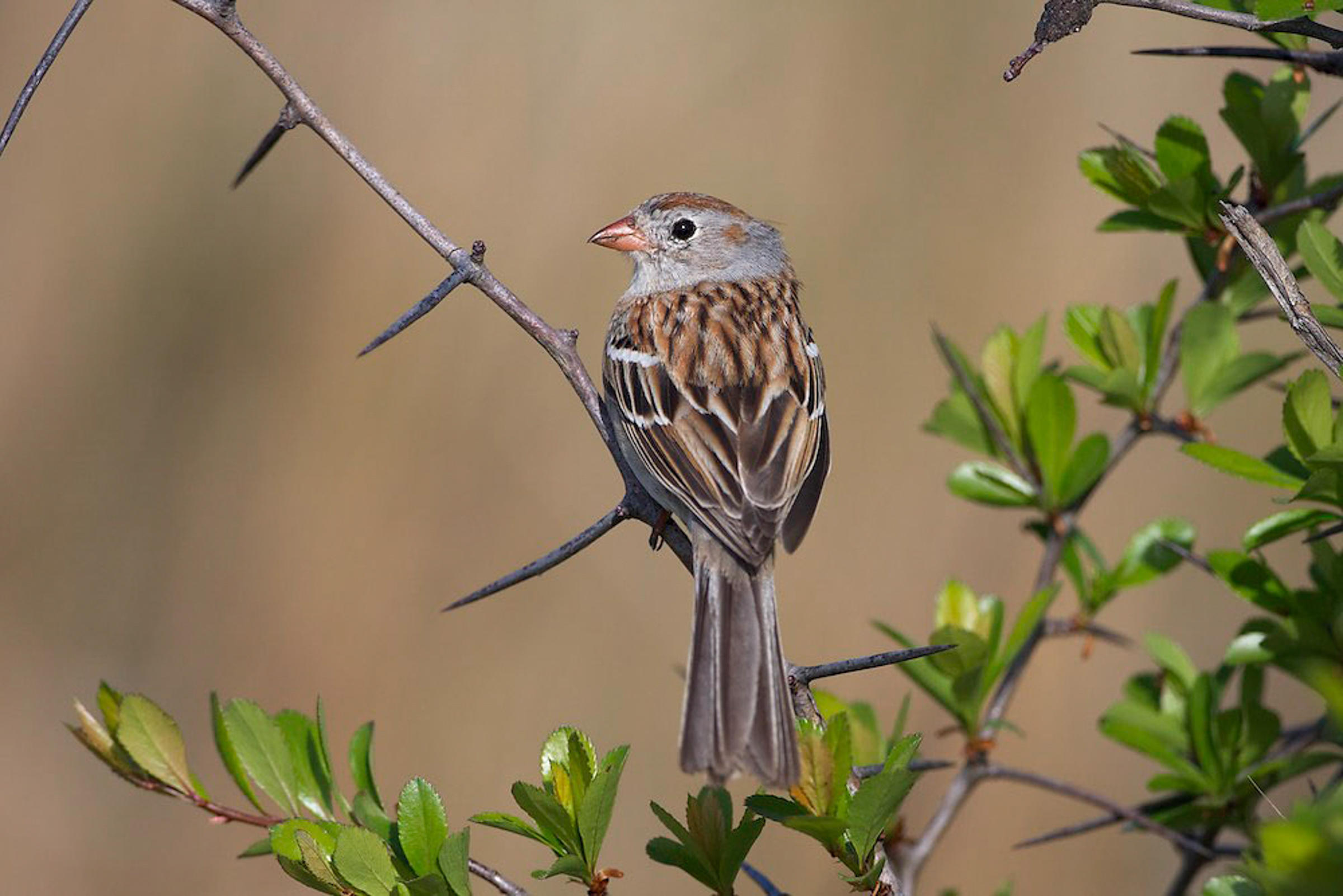 Field Sparrow Audubon Field Guide