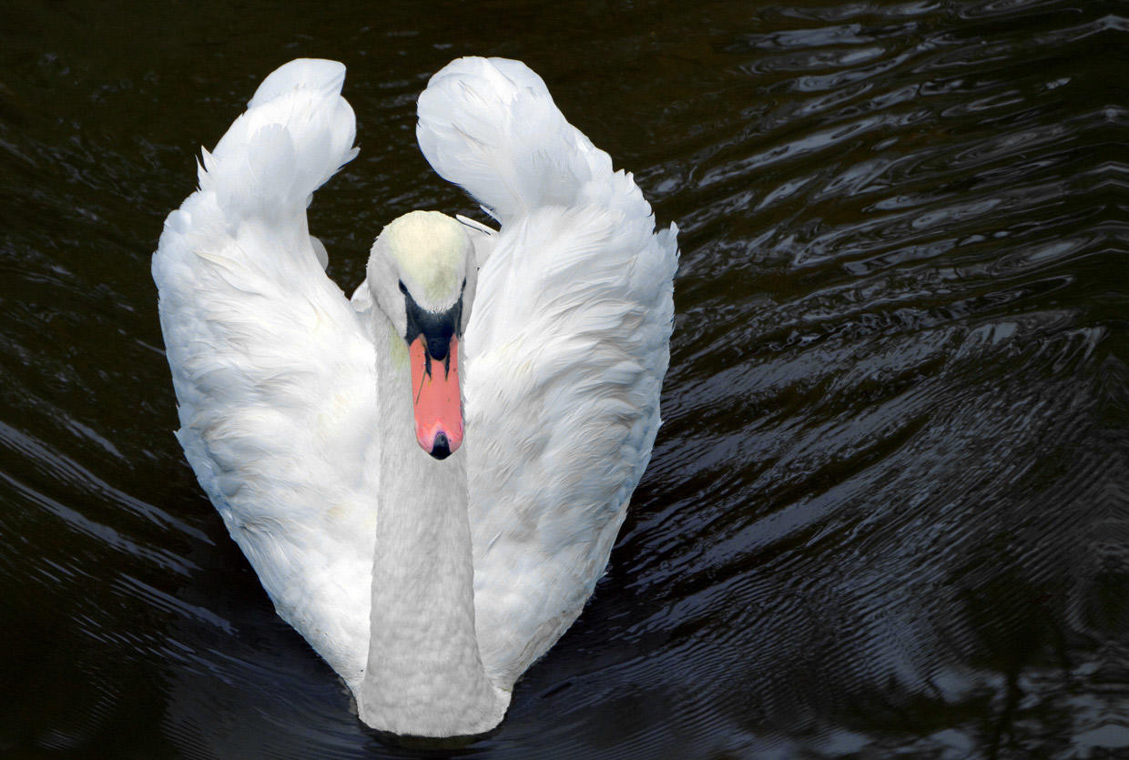 Mute Swan Audubon Field Guide