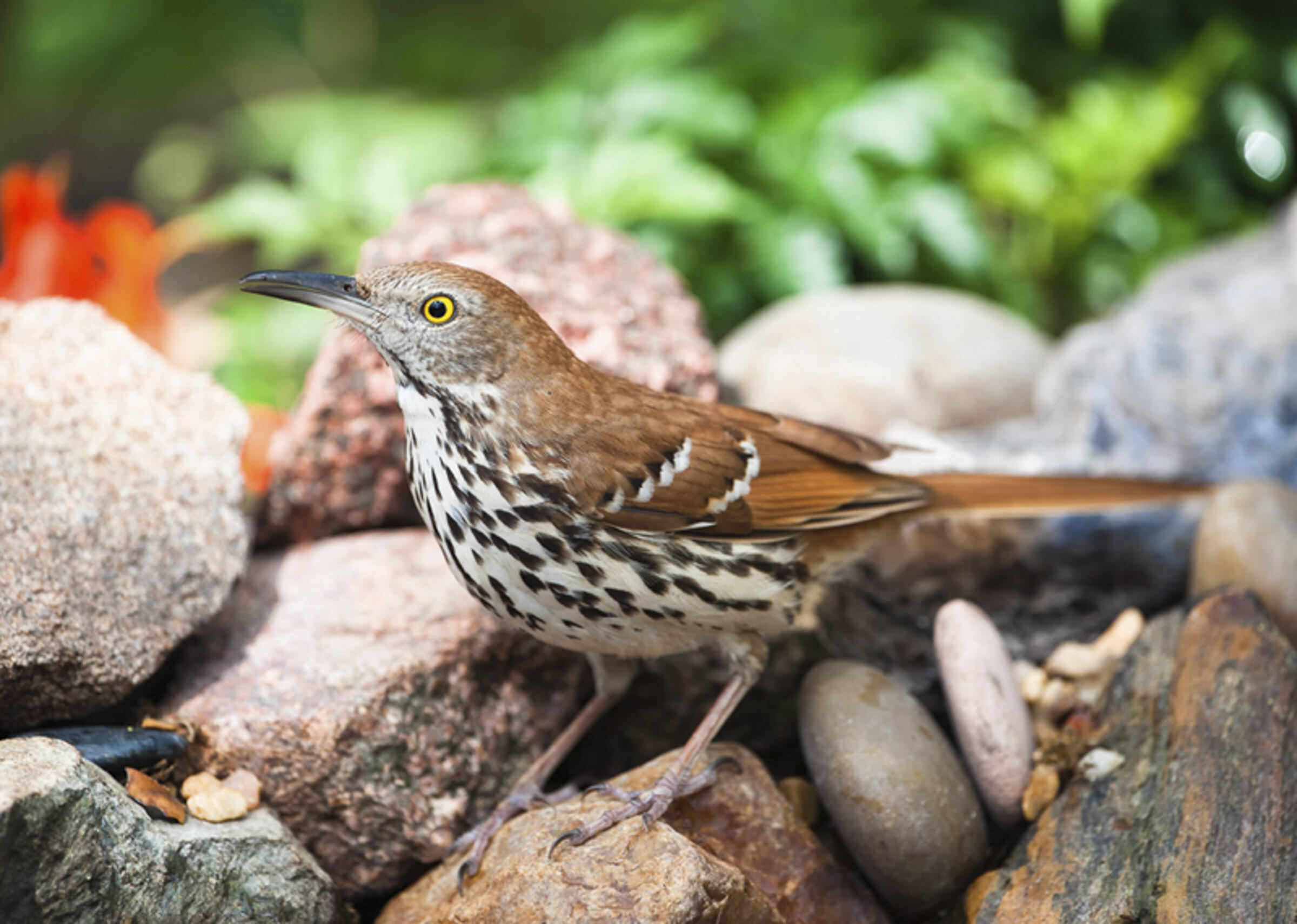 Brown Thrasher Audubon Field Guide