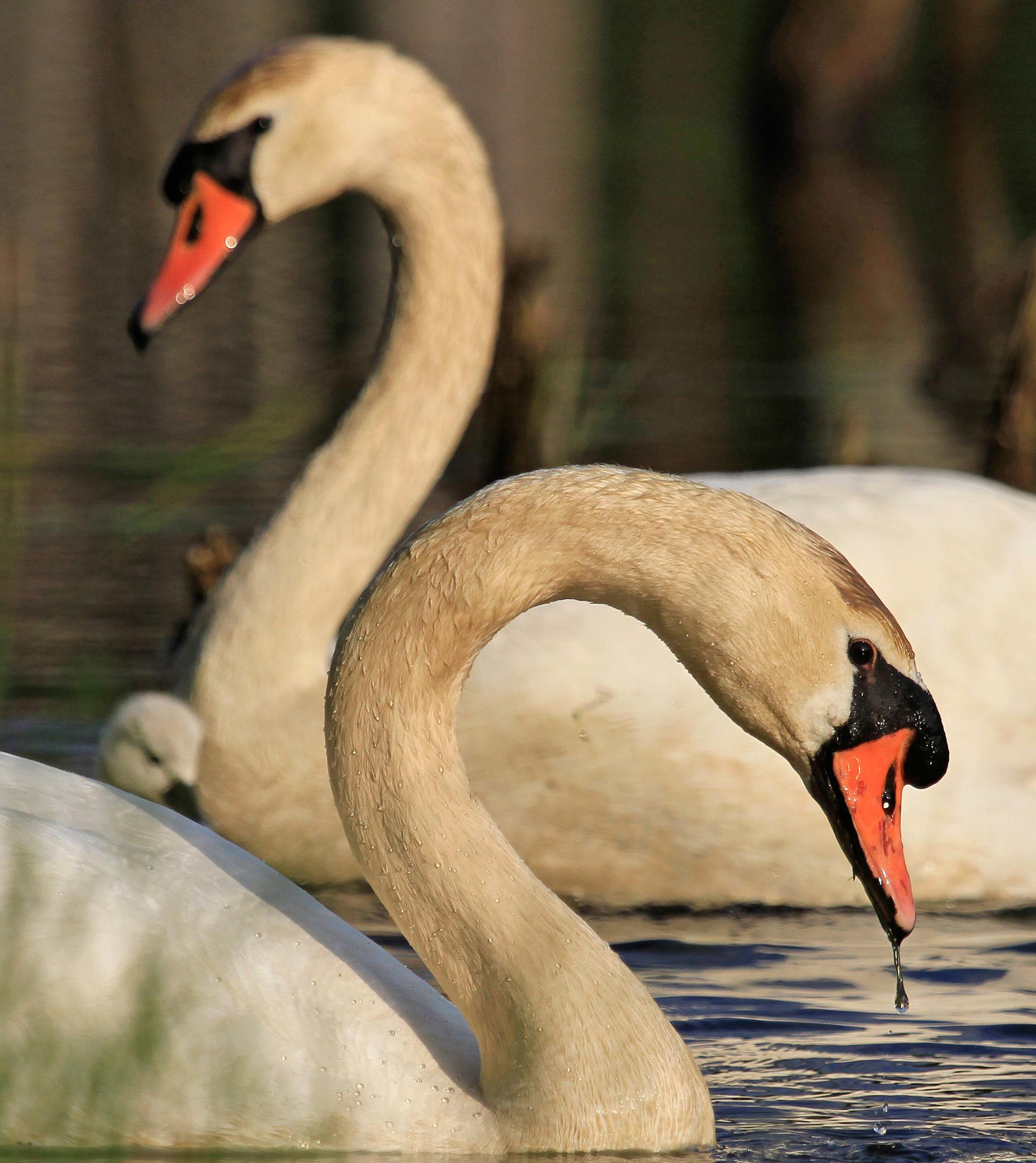 Mute Swan Audubon Field Guide