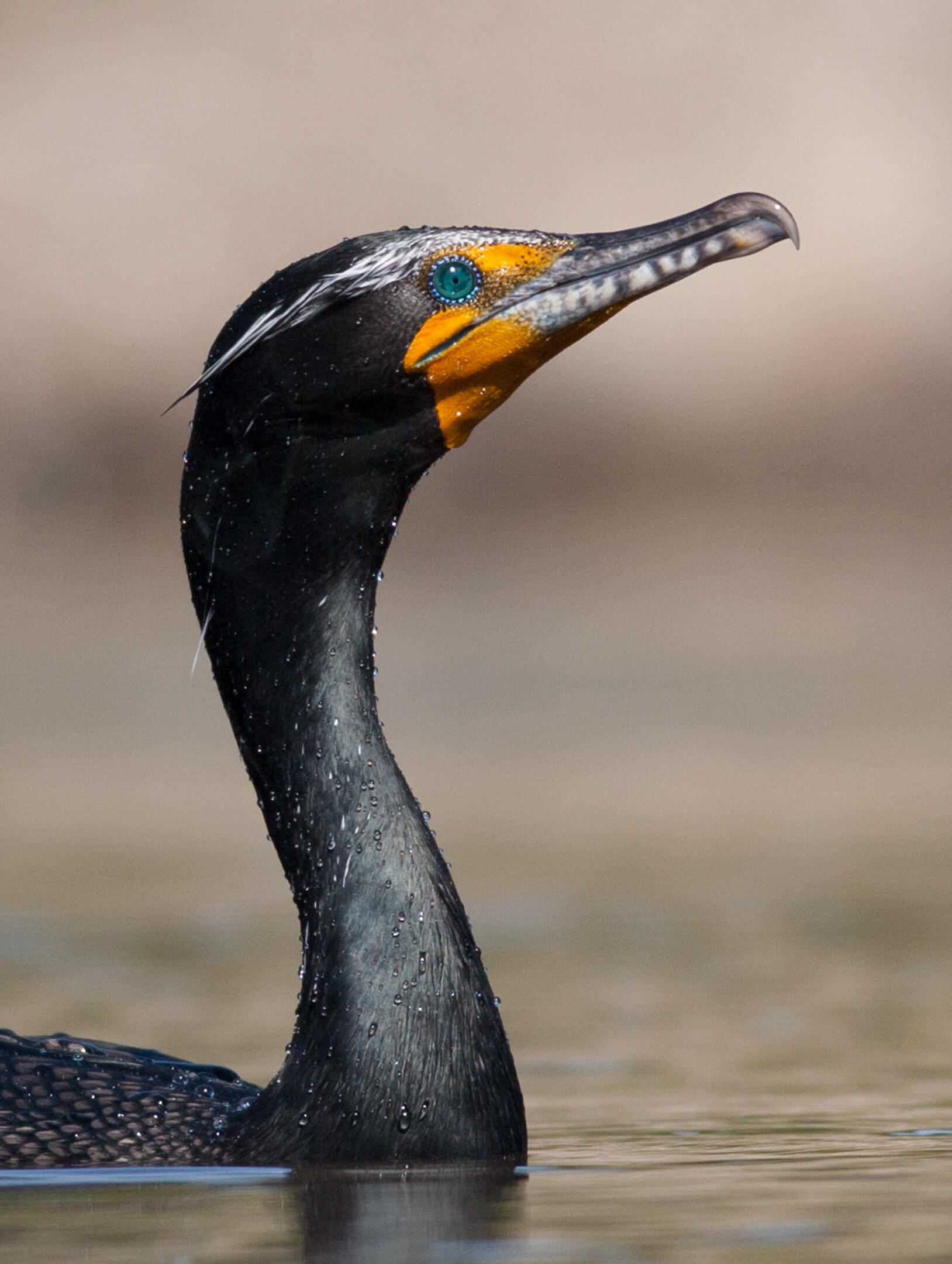 Double crested Cormorant Audubon Field Guide