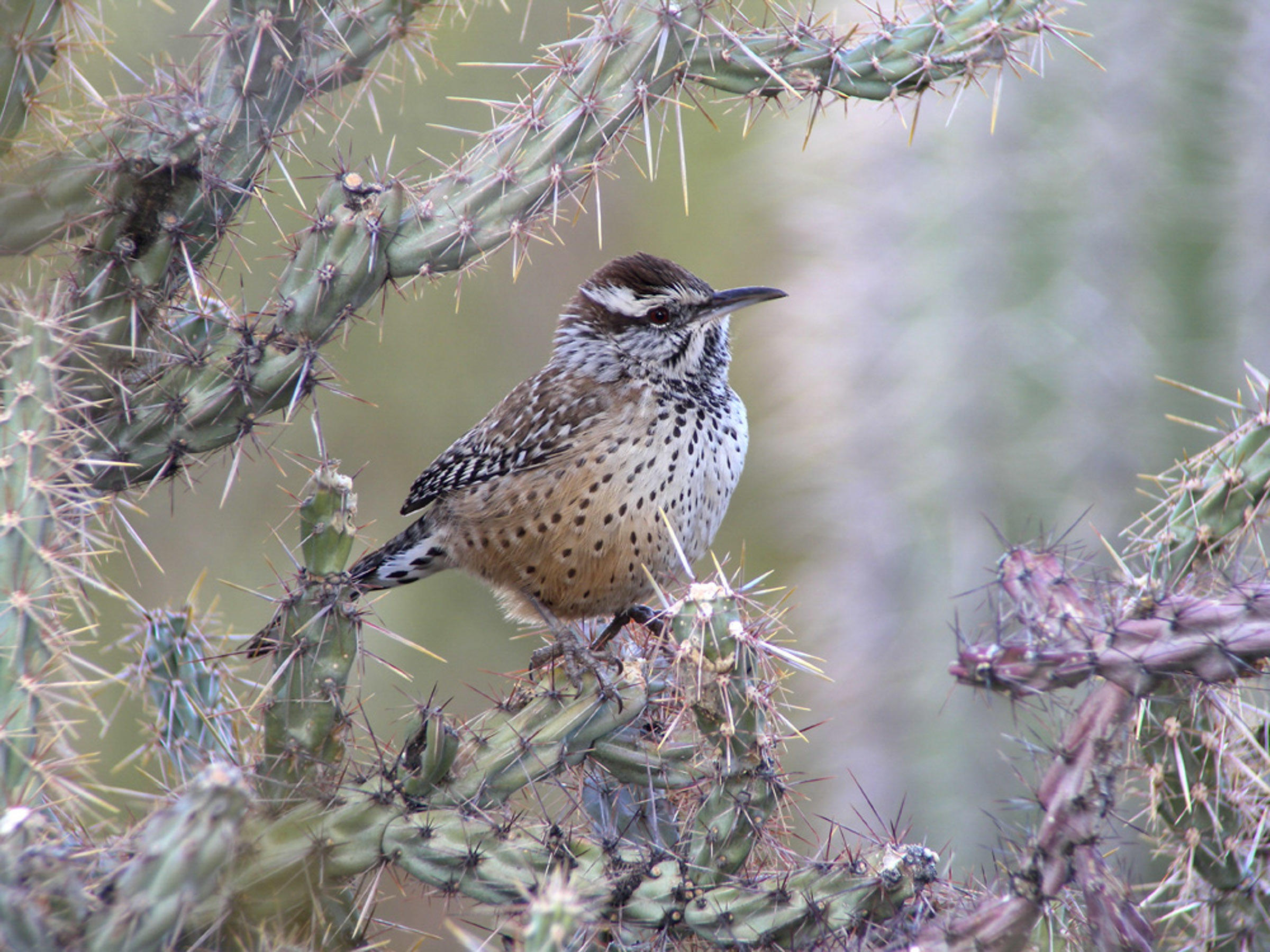 Cactus Wren Audubon Field Guide