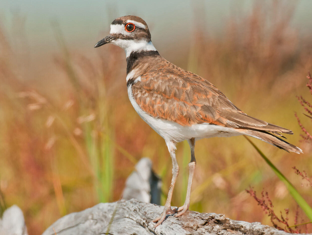 Killdeer Audubon Field Guide