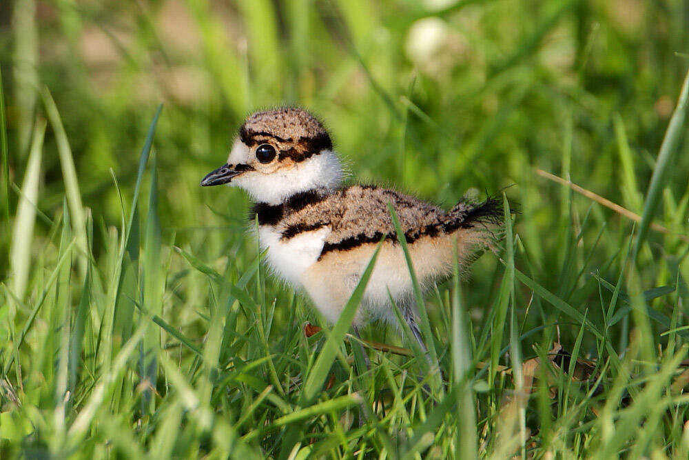 Killdeer Audubon Field Guide