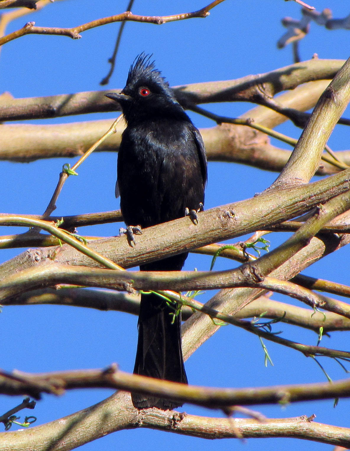 A picture of a phainopepla