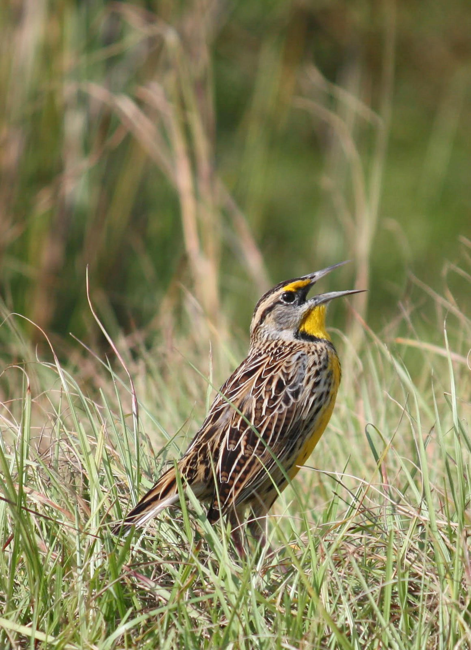 Eastern Meadowlark Audubon Field Guide