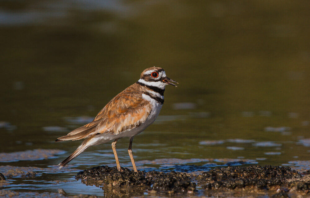 Killdeer Audubon Field Guide