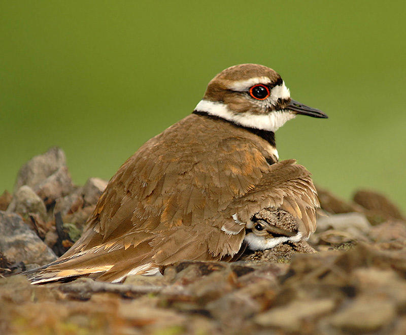 Killdeer Audubon Field Guide