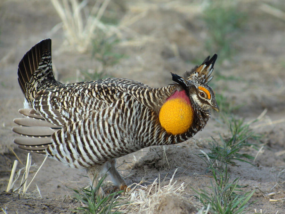 Greater Prairie-Chicken | Audubon Field Guide