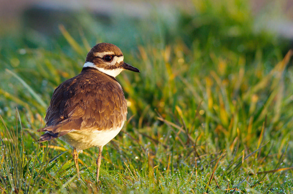 Killdeer Audubon Field Guide