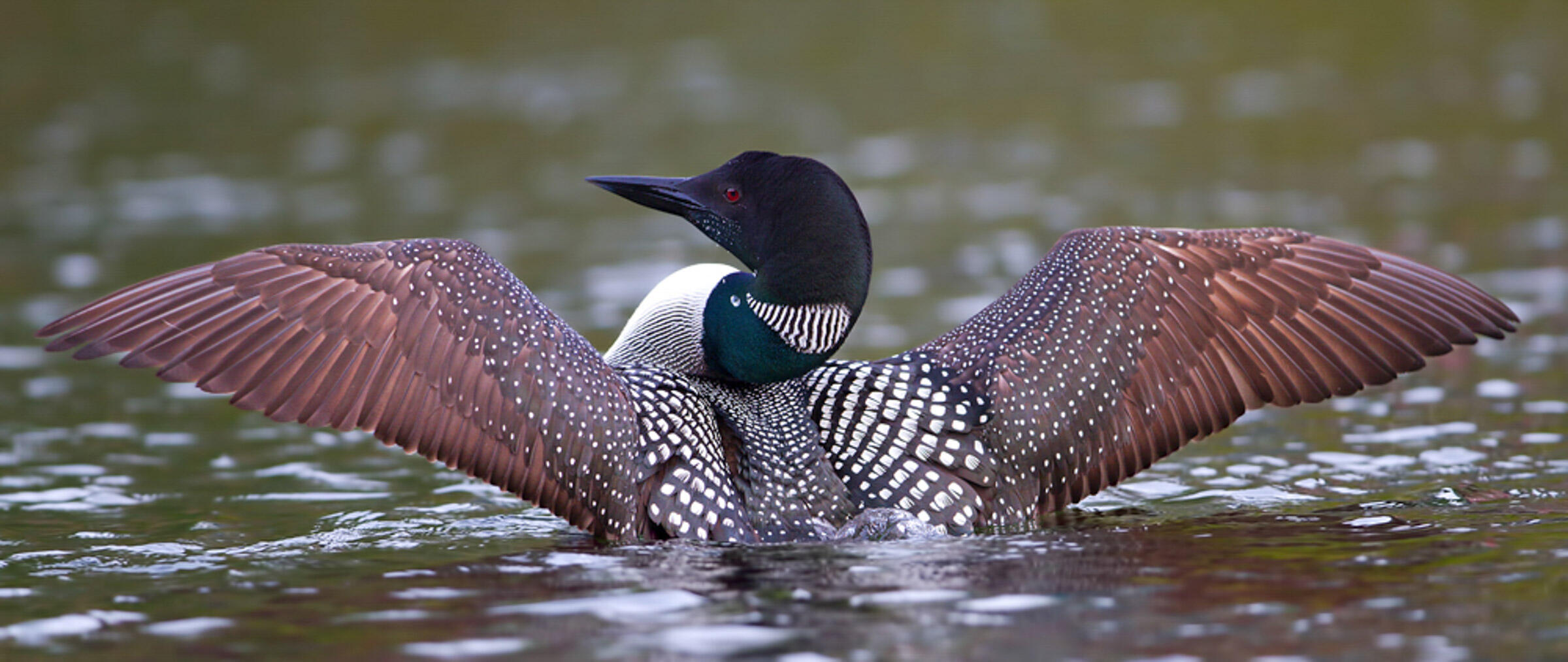 Common Loon Audubon Field Guide