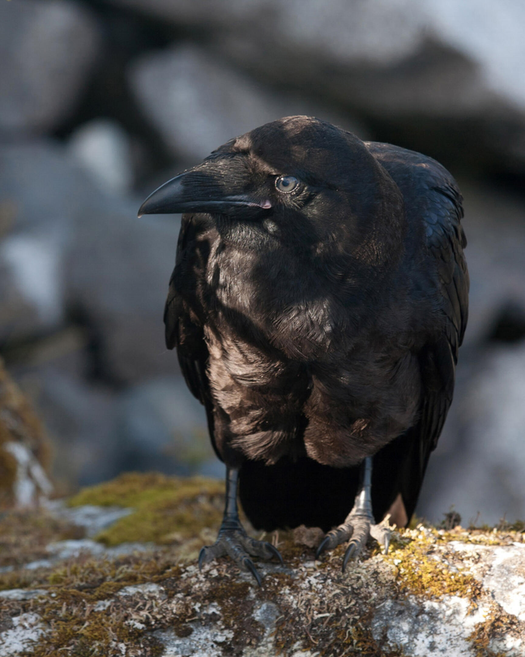 Adult raven photograph by Ron Hanna via https://www.audubon.org/field-guide/bird/common-raven#photo3