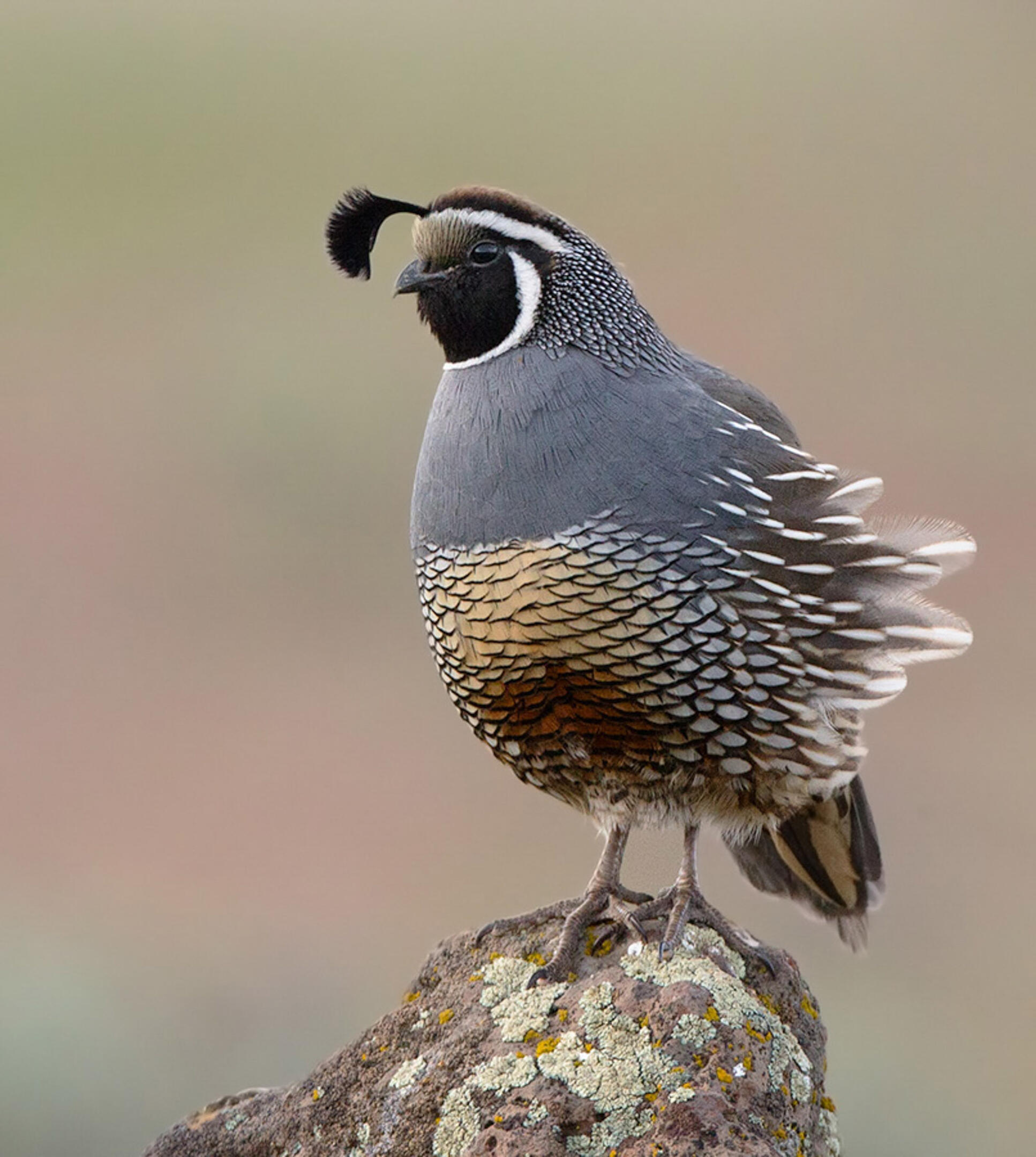 quail bow tie