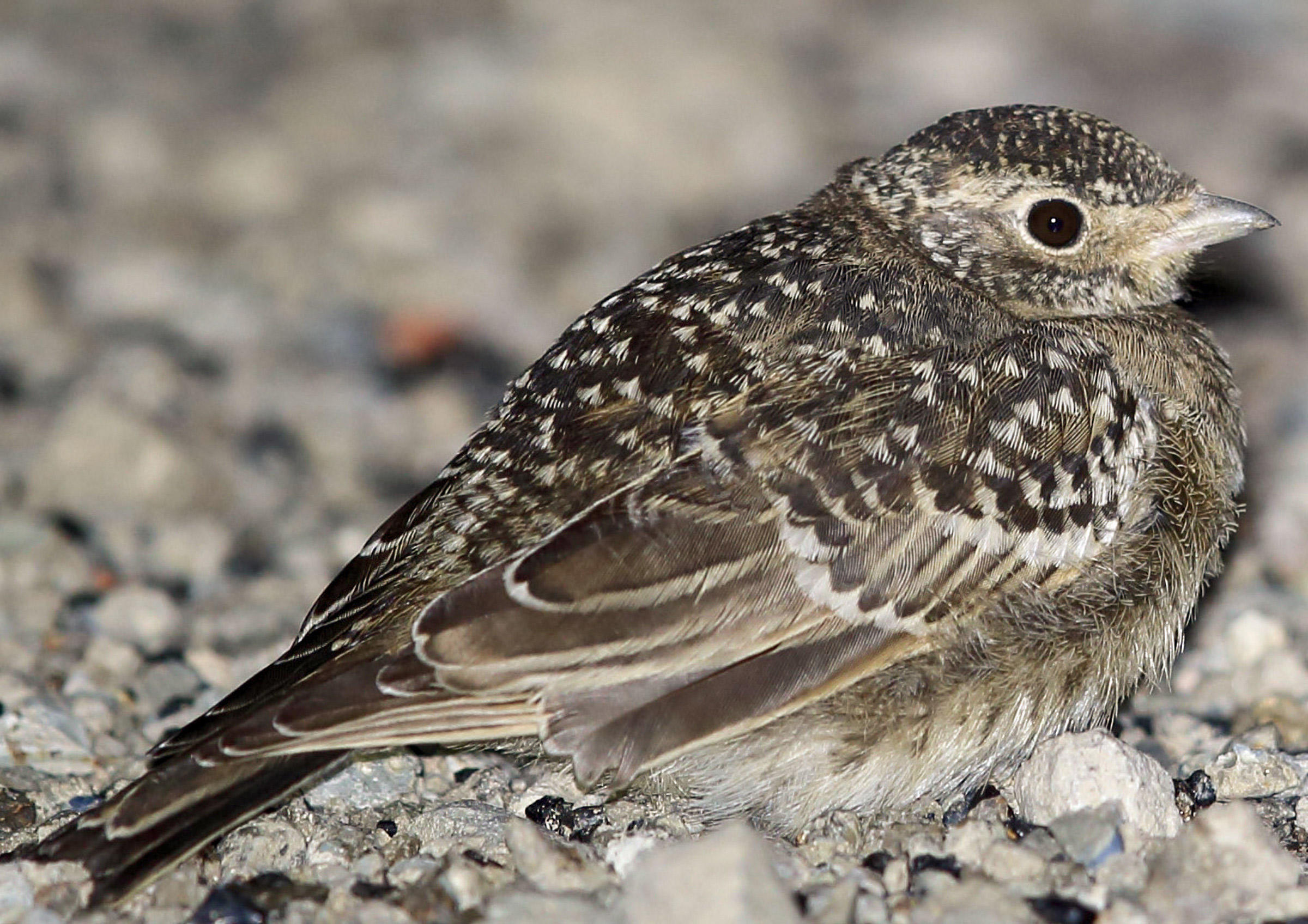 Horned Lark Audubon Field Guide