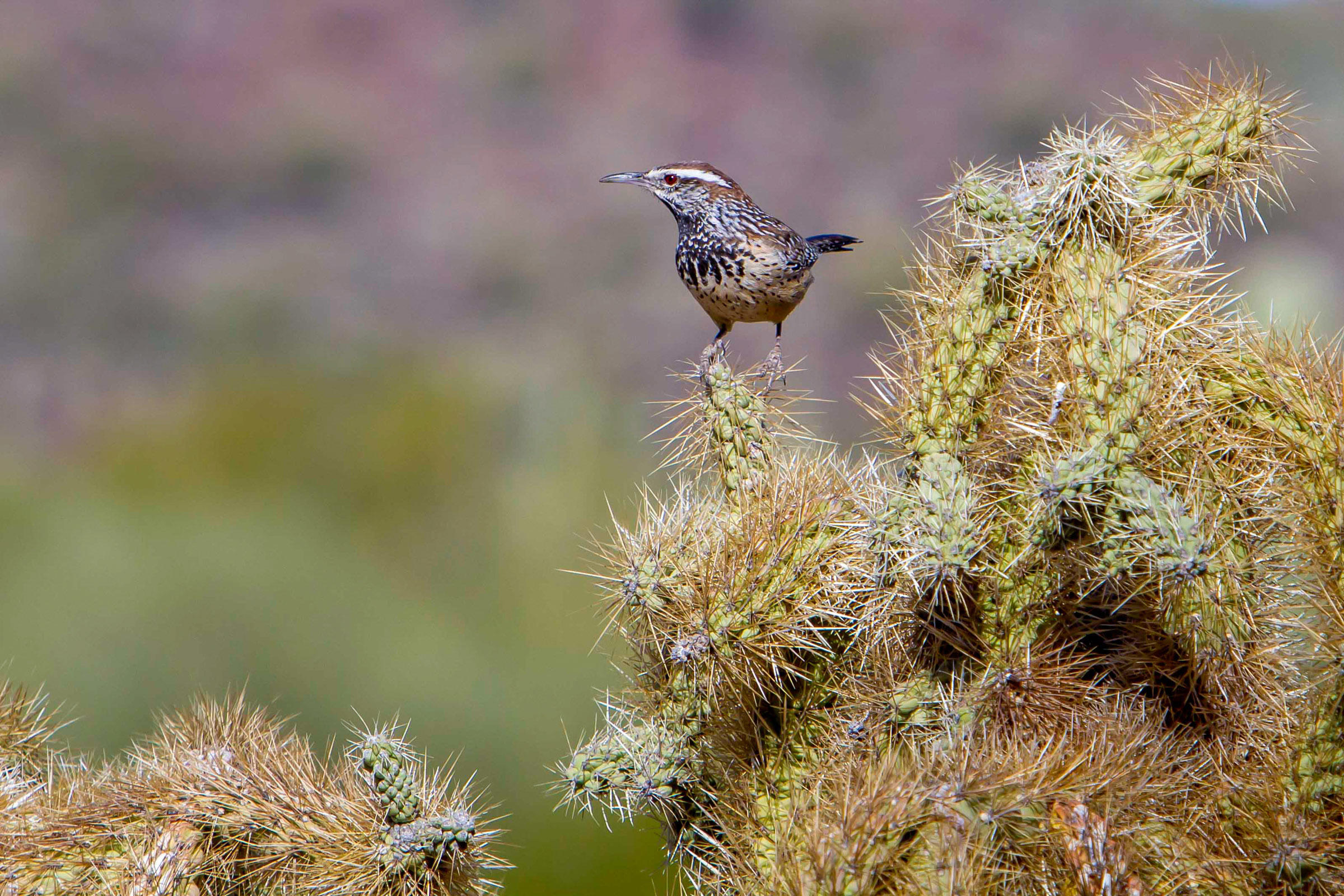 Cactus Wren Audubon Field Guide