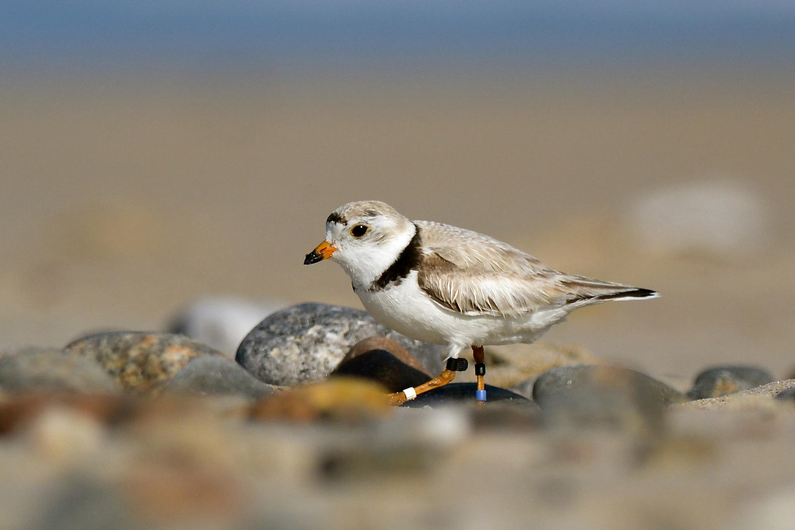Piping Plover Audubon Field Guide