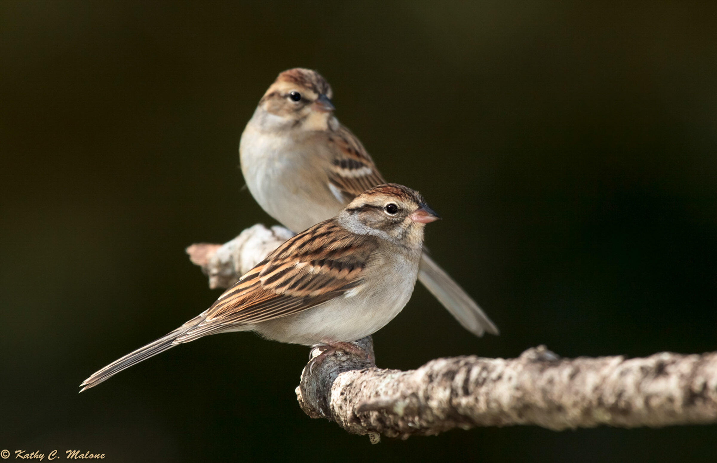 Chipping Sparrow Audubon Field Guide