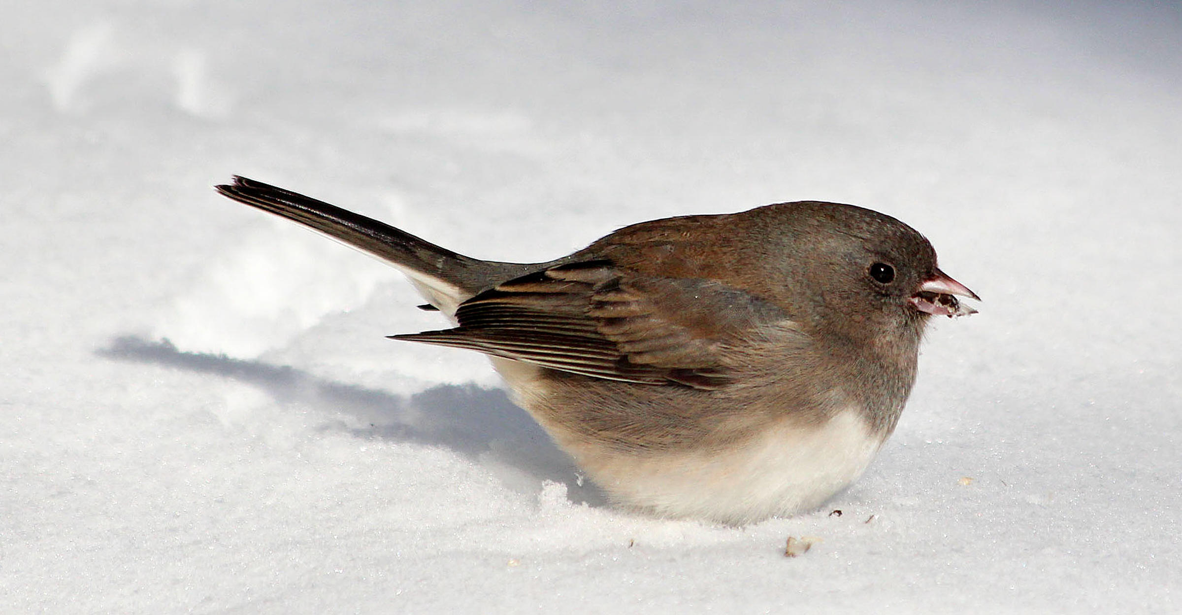 Dark eyed Junco Audubon Field Guide