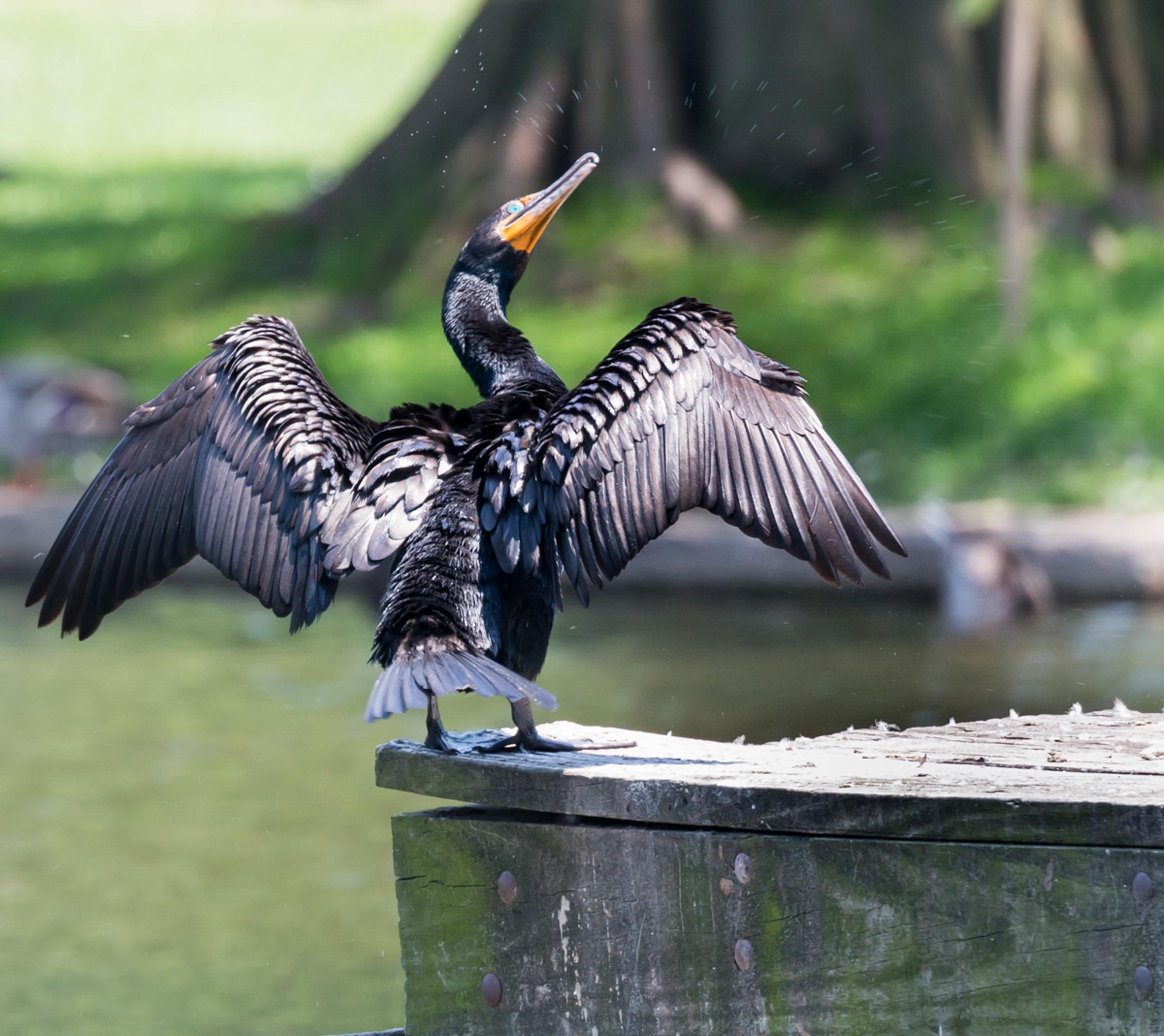 Doublecrested Cormorant Audubon Field Guide