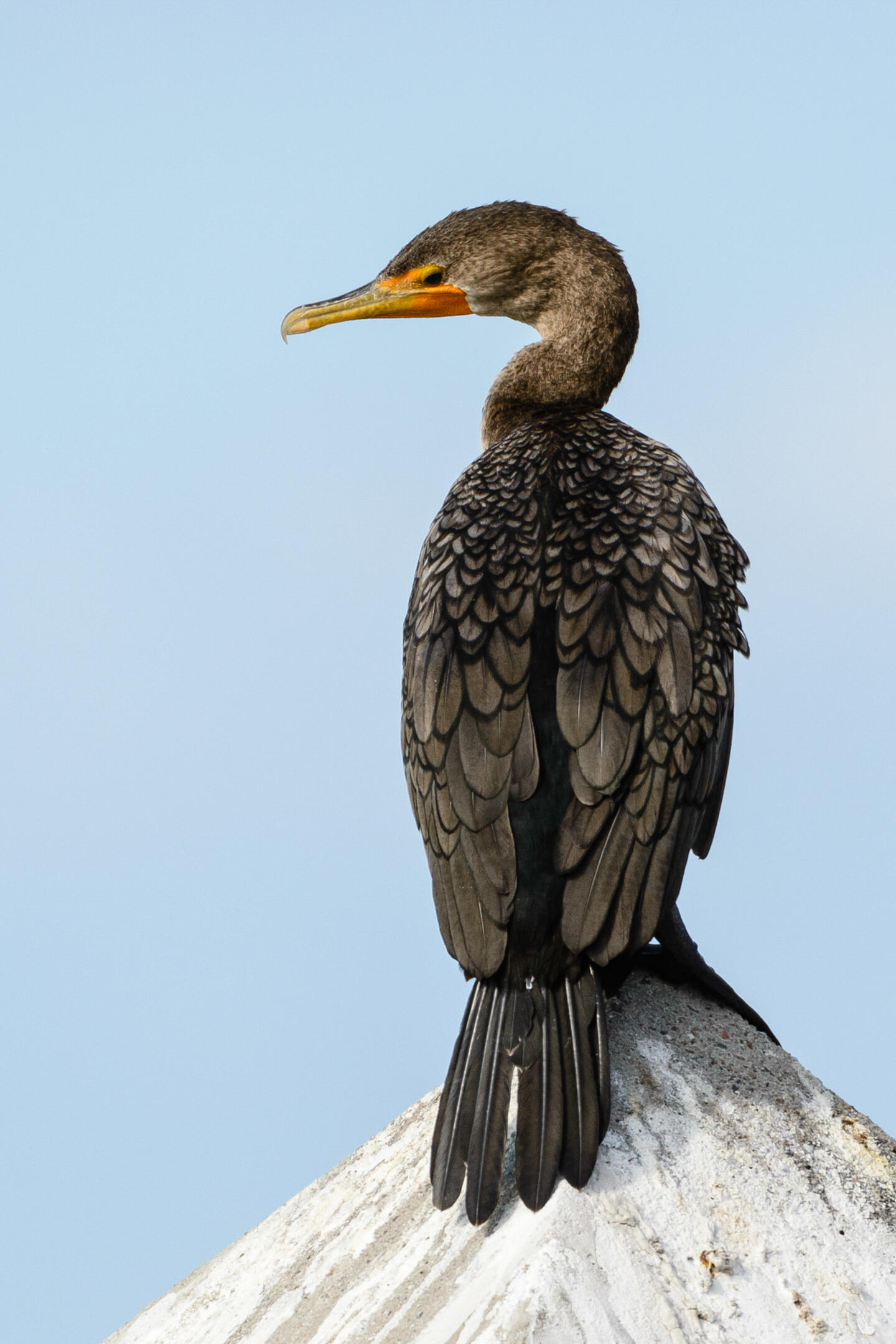 Doublecrested Cormorant Audubon Field Guide