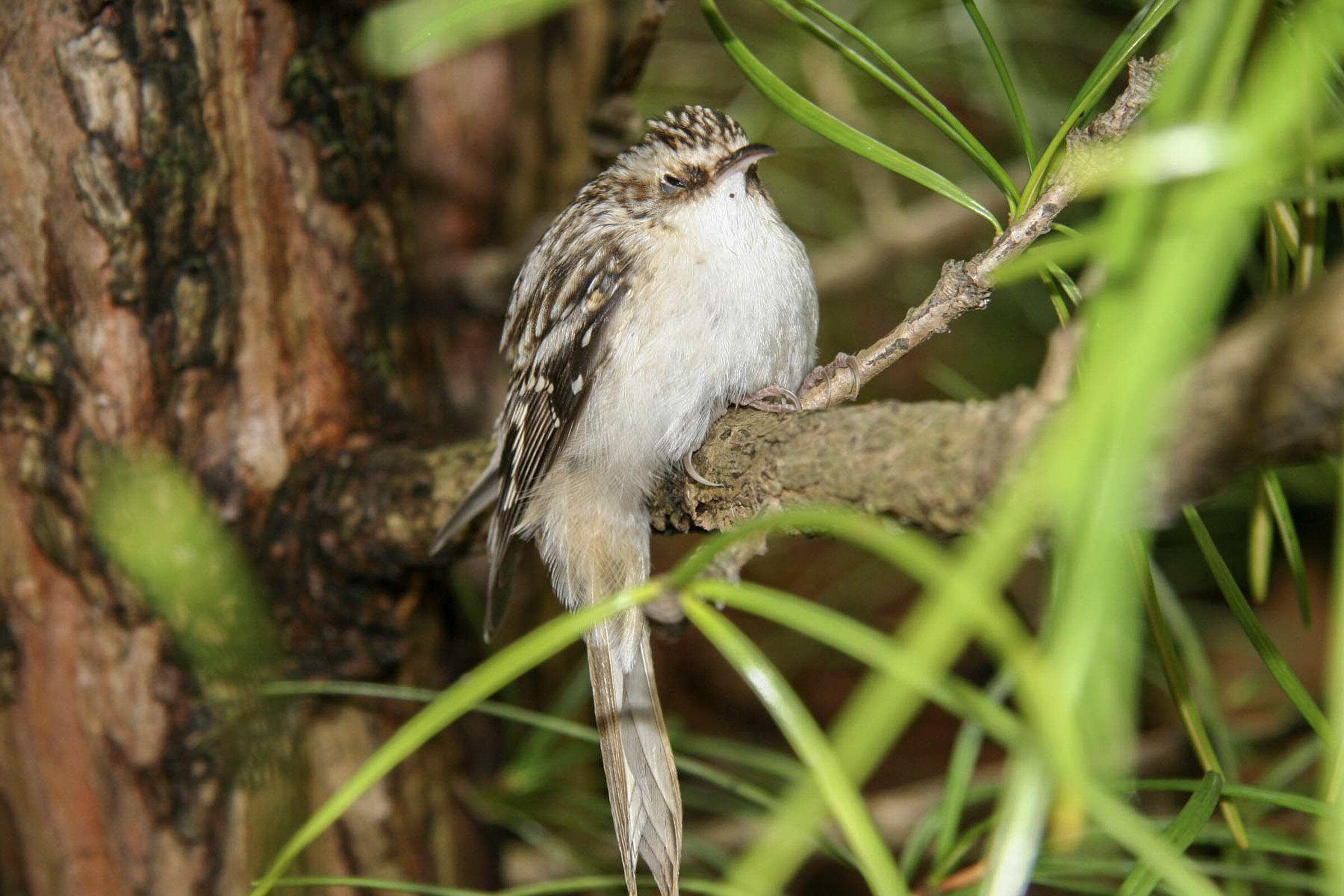 Brown Creeper Audubon Field Guide