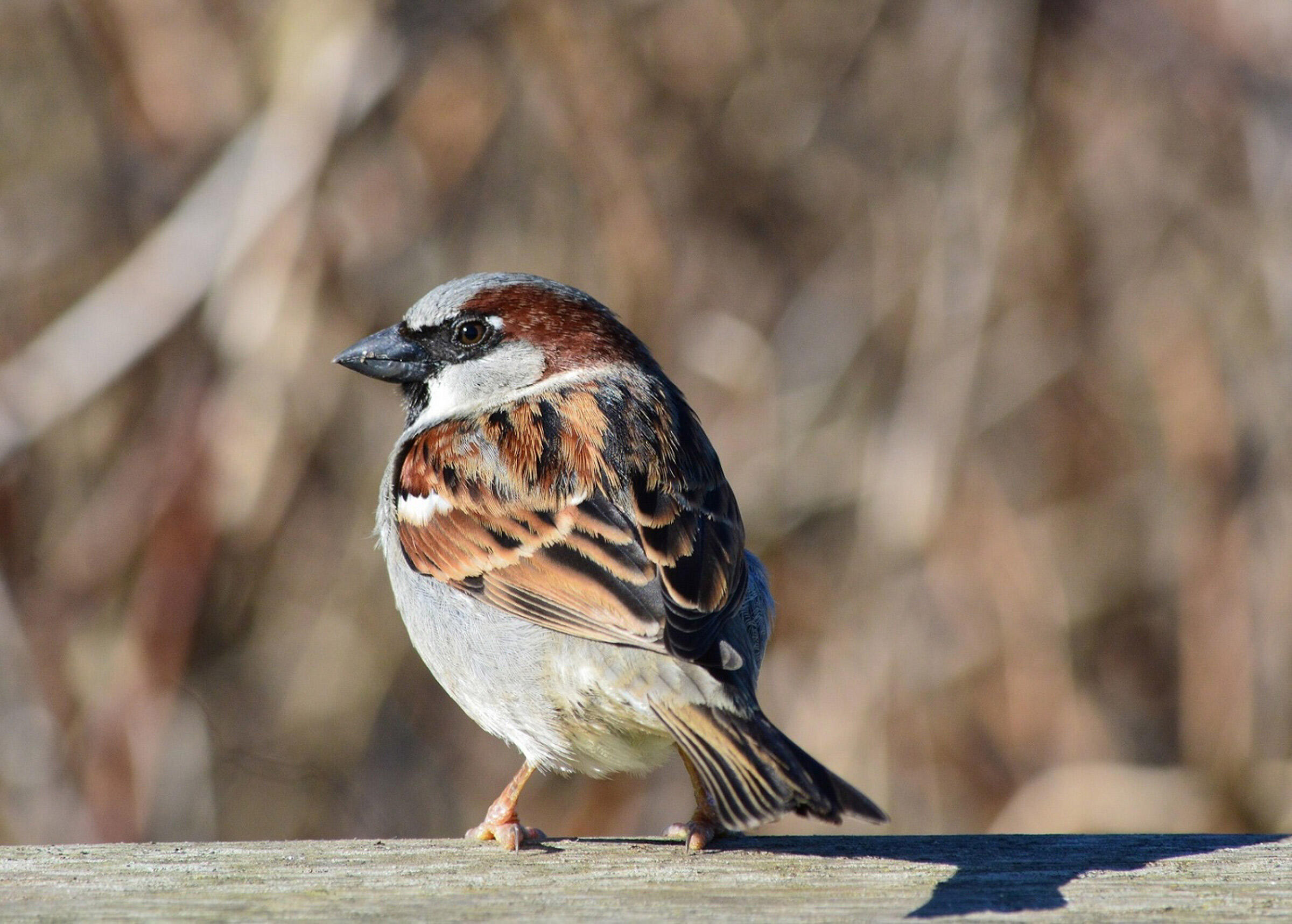 House Sparrow Audubon Field Guide