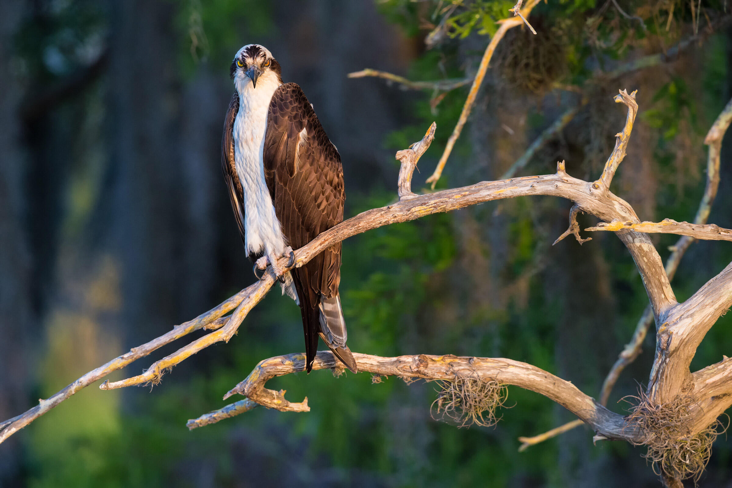 Águila Pescadora Guía de Aves