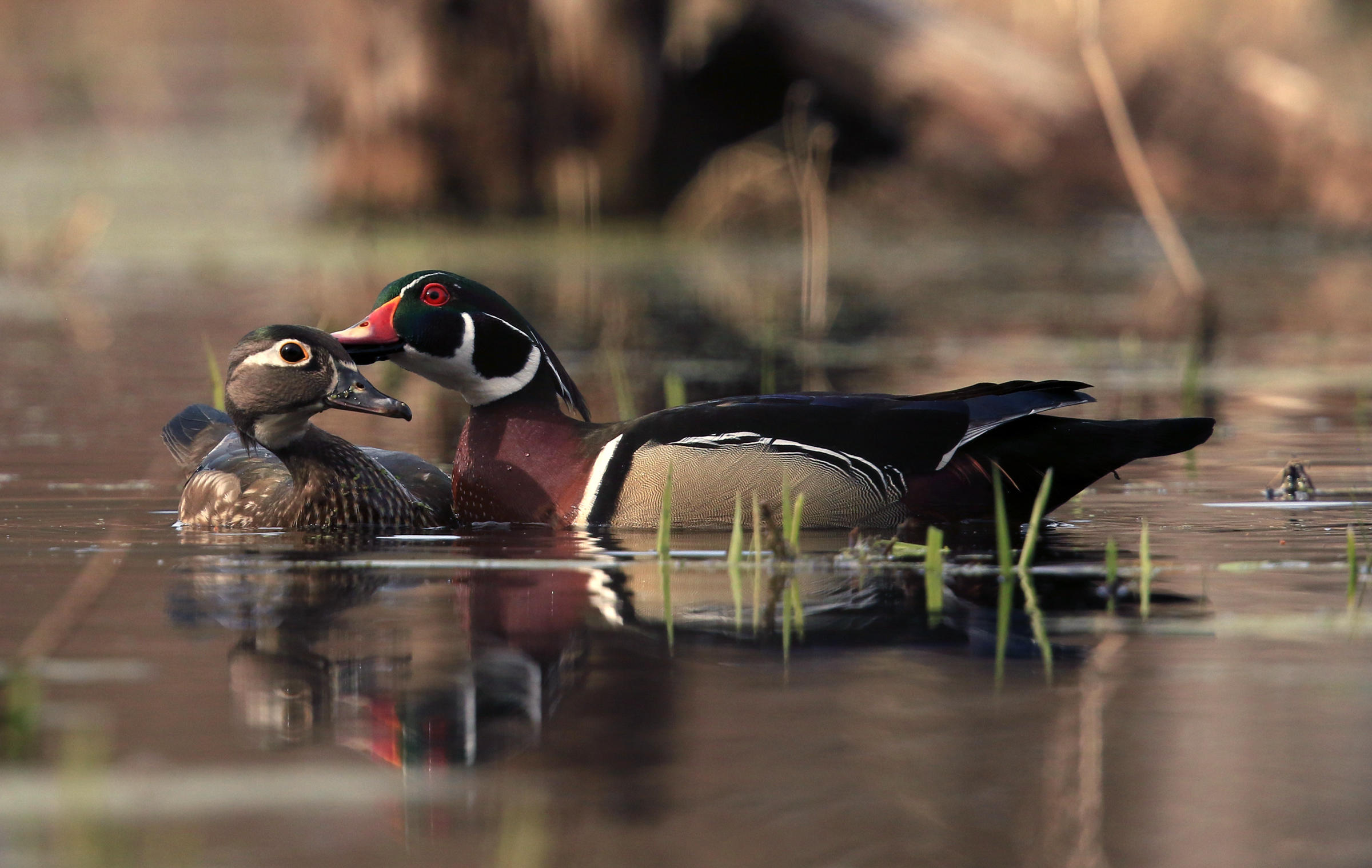 Wood Duck Audubon Field Guide