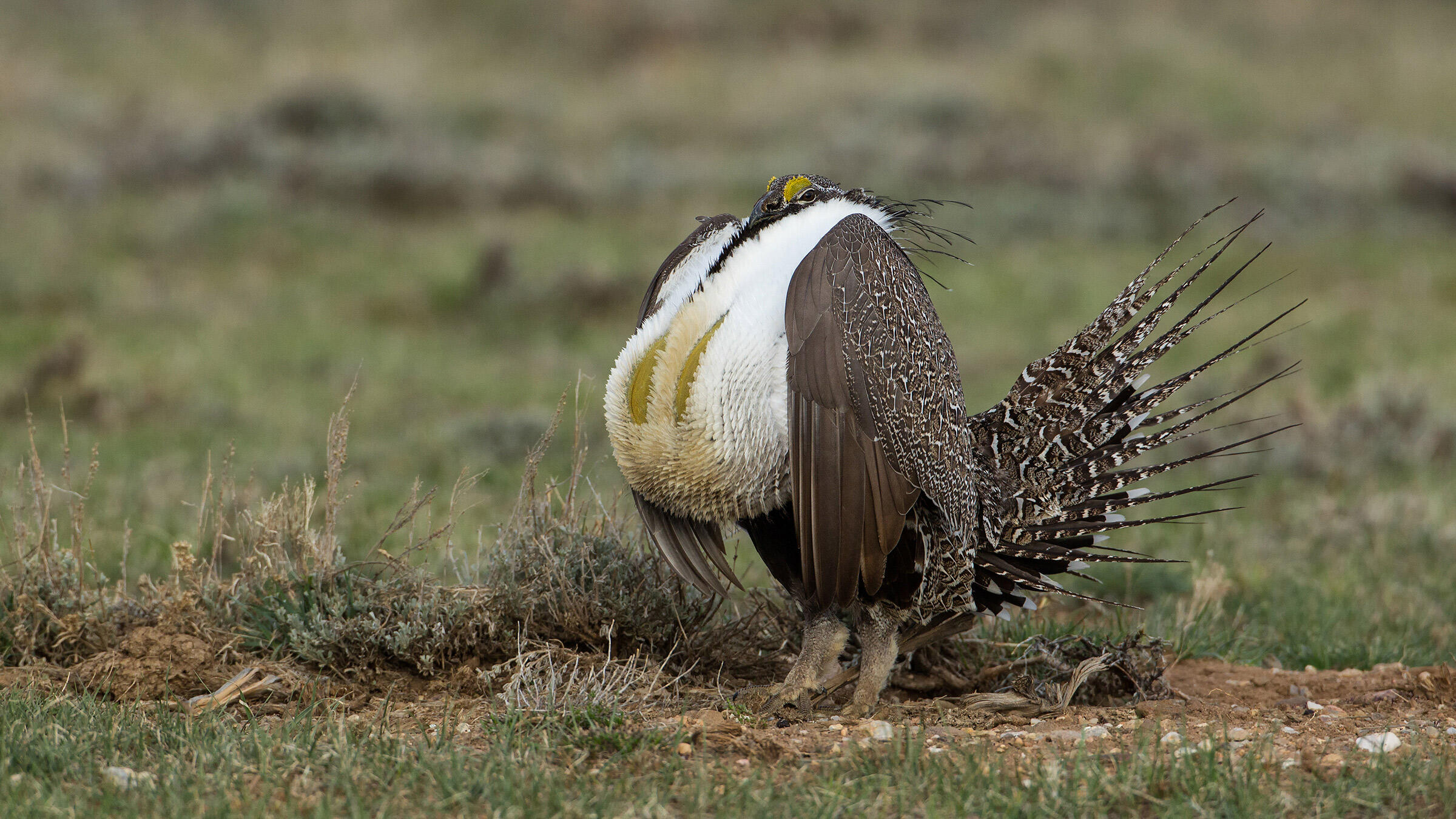 Greater SageGrouse Audubon Field Guide