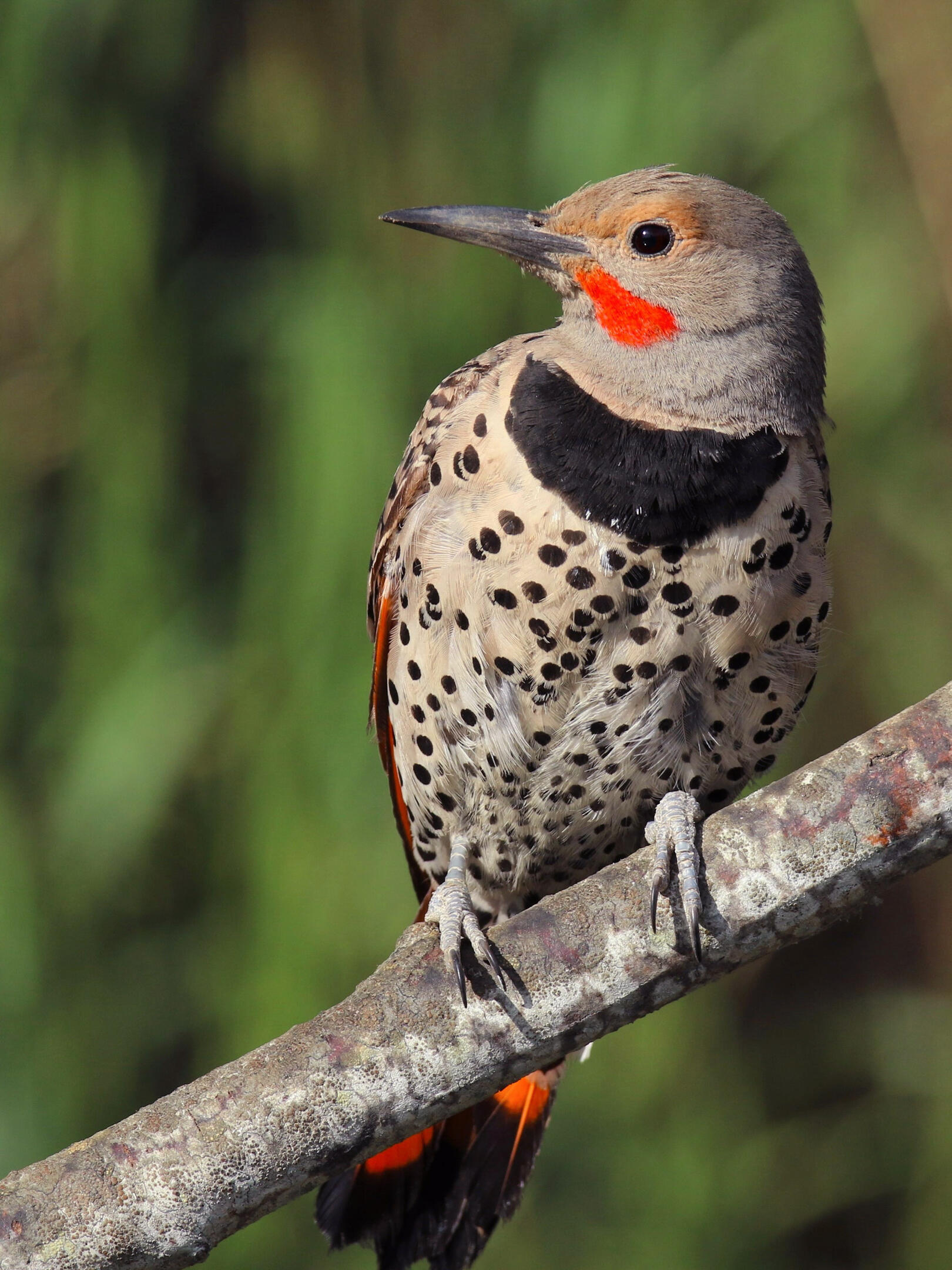 Northern Flicker Audubon Field Guide Apa 2016 A1 2037 1 Northern Flicker Charles Wheeler Kk Adult Male Red Shafted