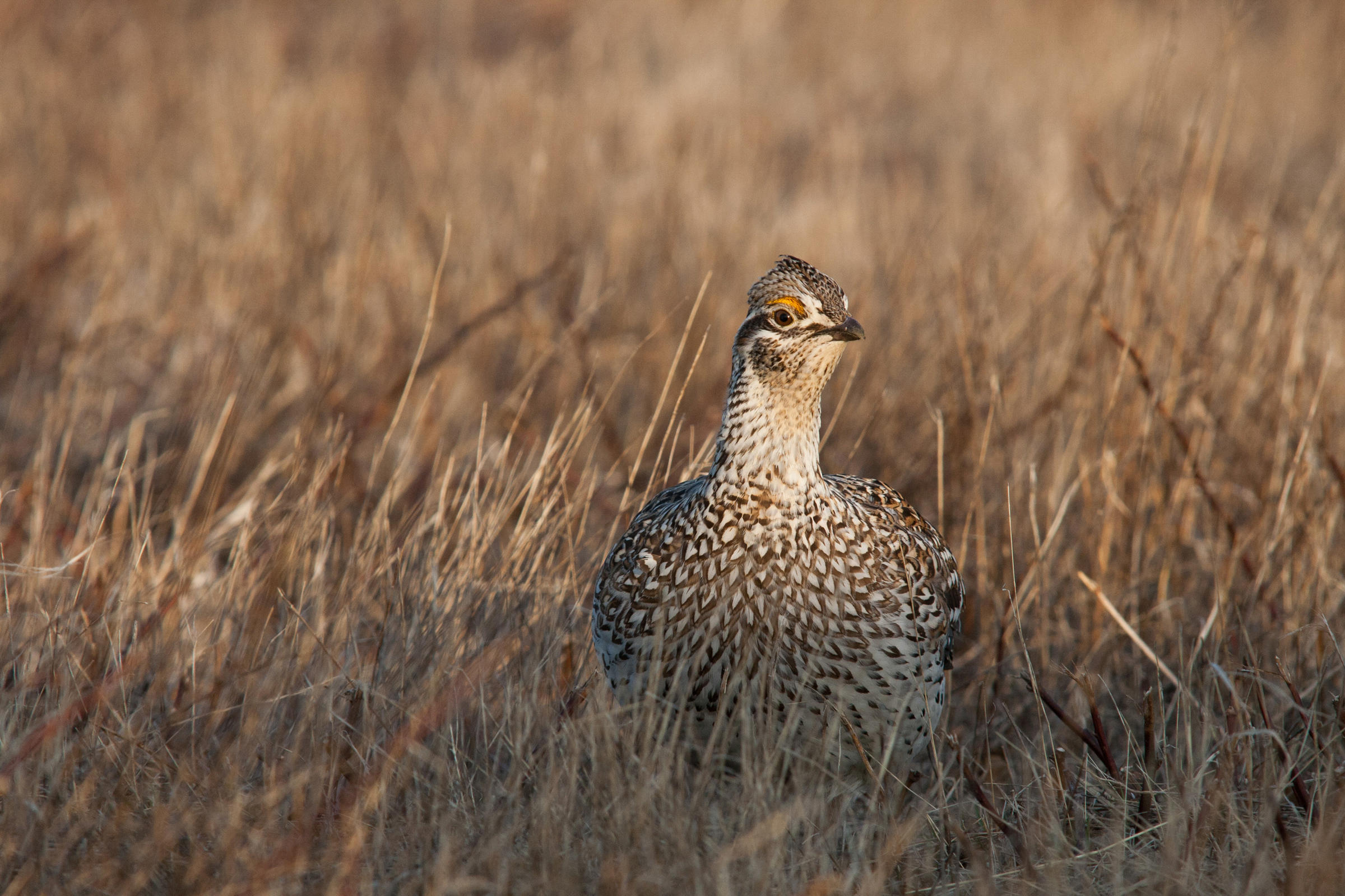 Sharptailed Grouse Audubon Field Guide