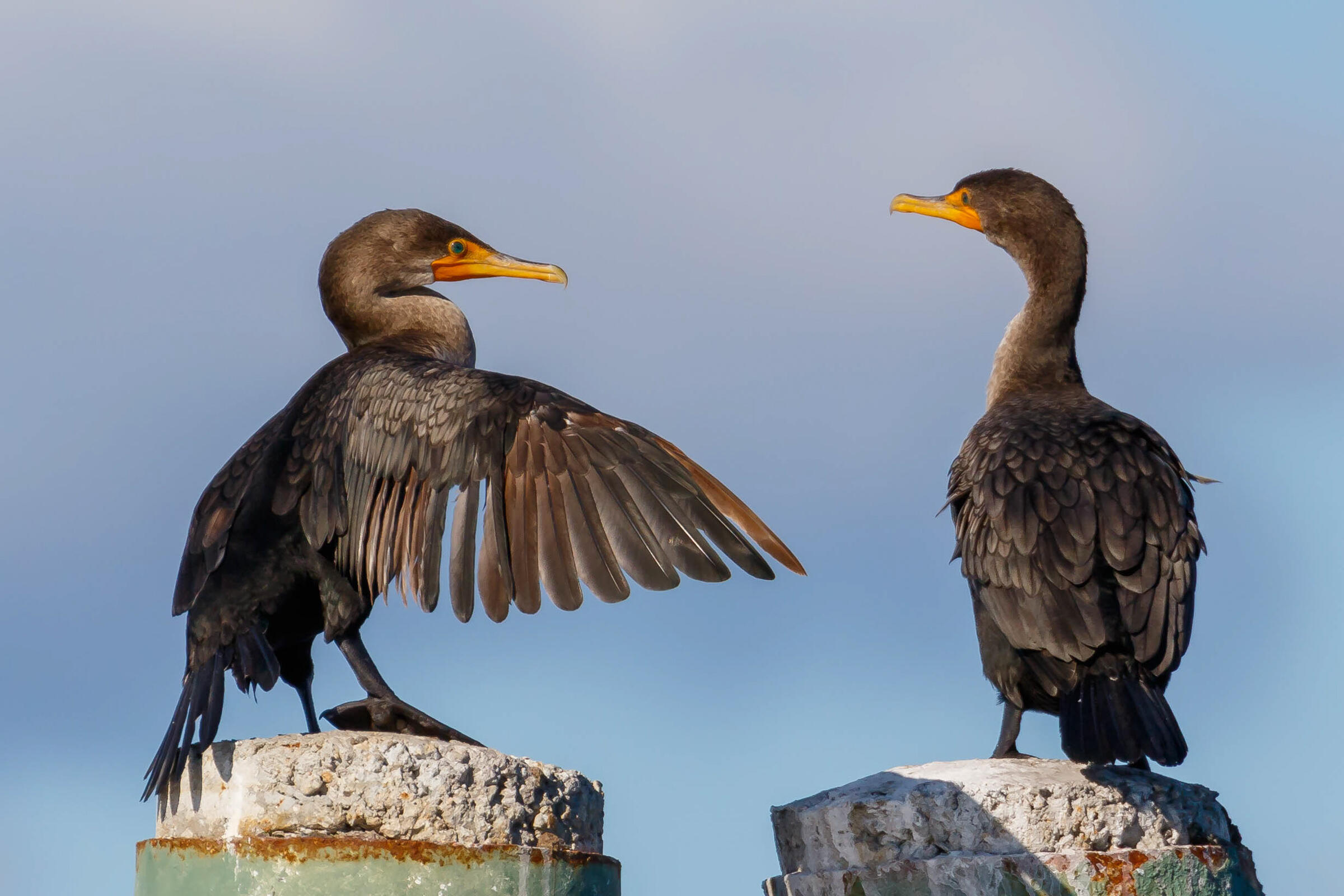 Doublecrested Cormorant Audubon Field Guide