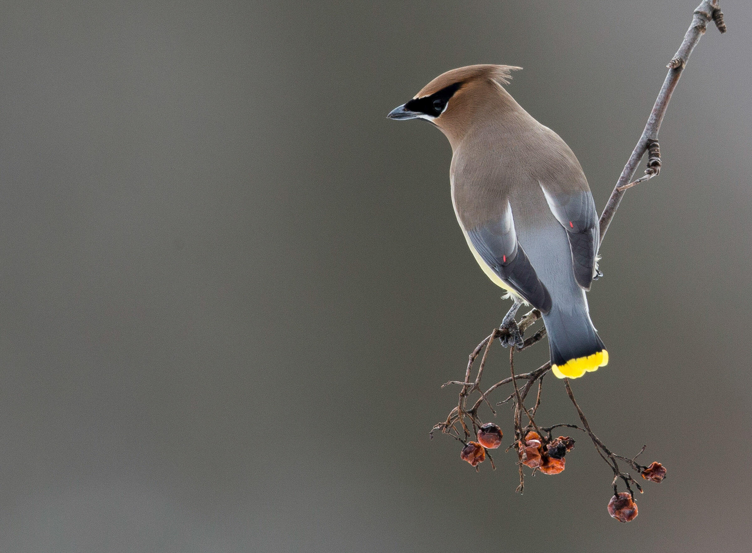 Cedar Waxwing Audubon Field Guide