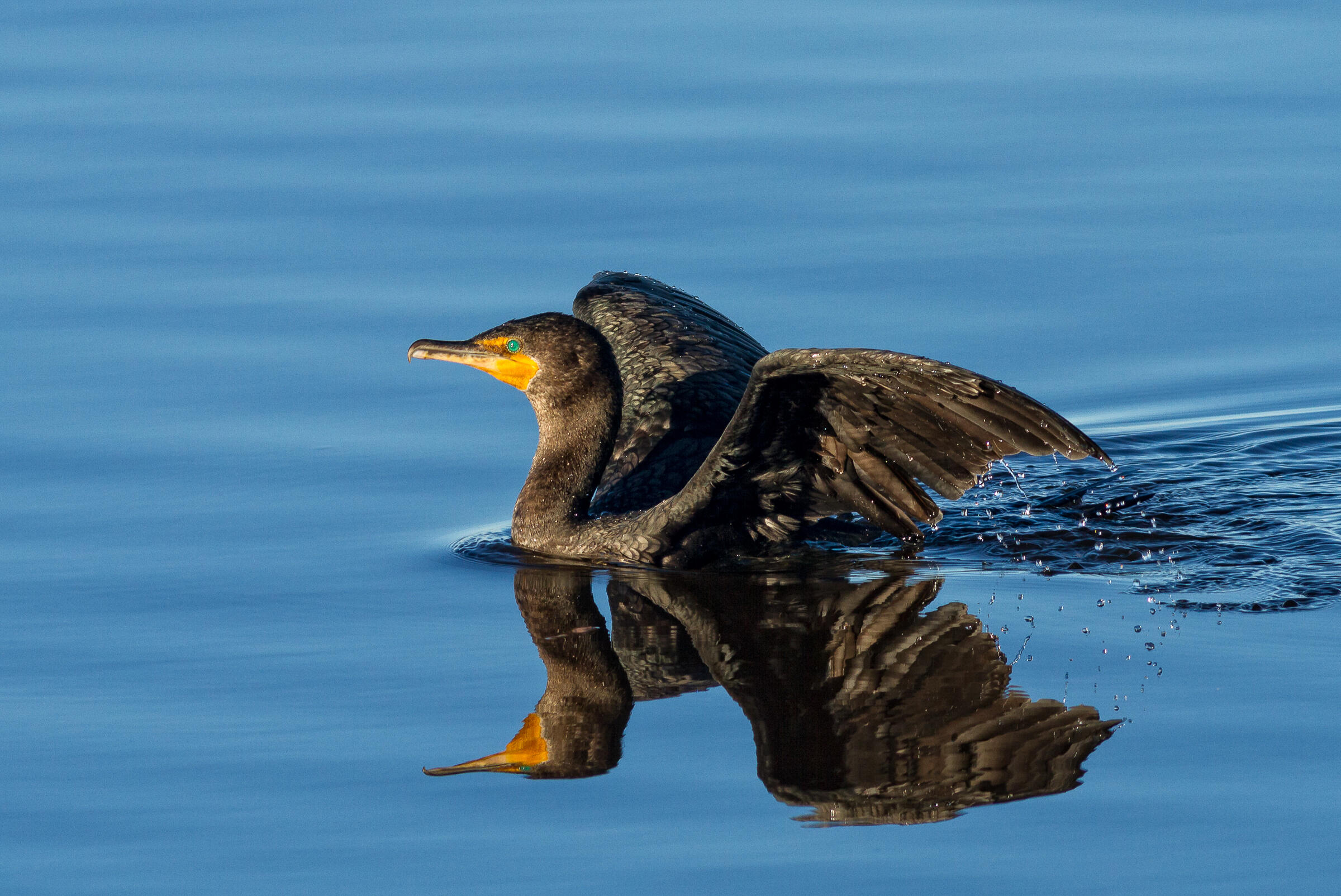 Doublecrested Cormorant Audubon Field Guide