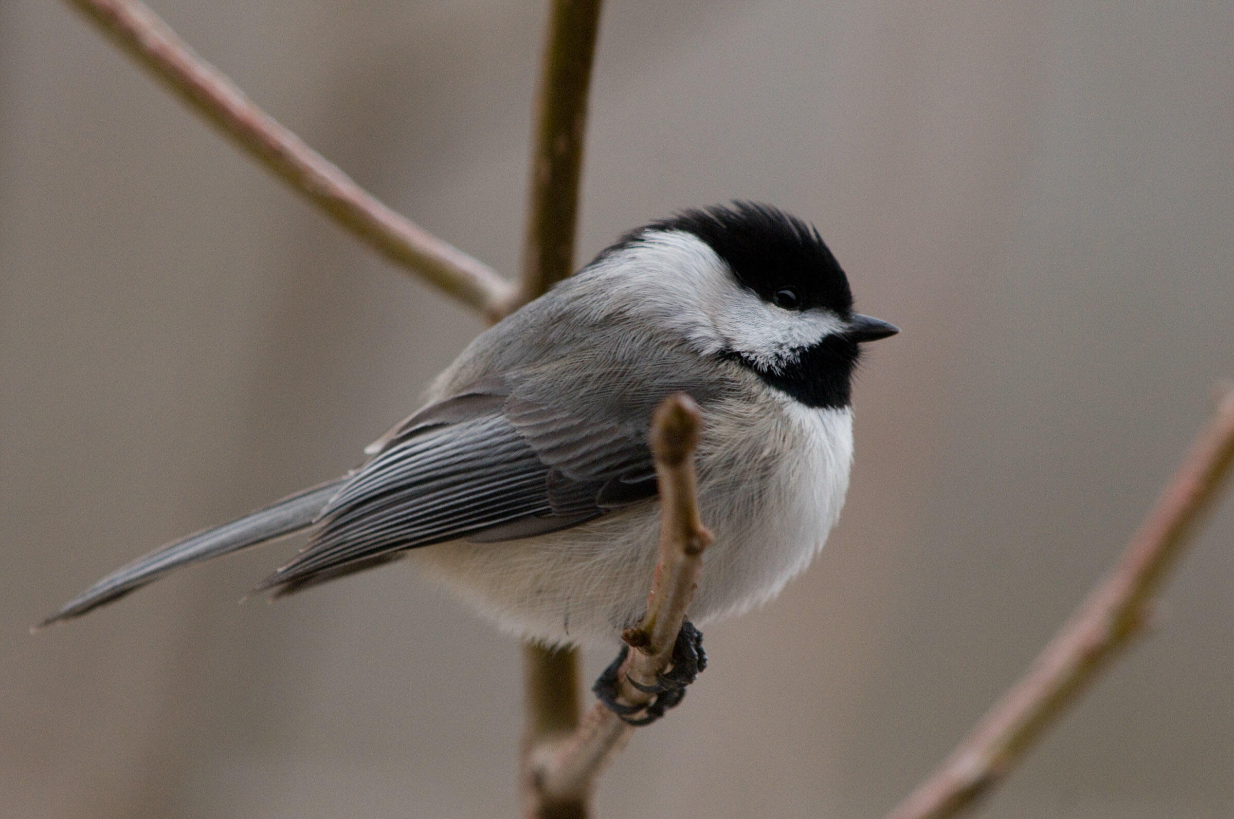 Carolina Chickadee Audubon Field Guide