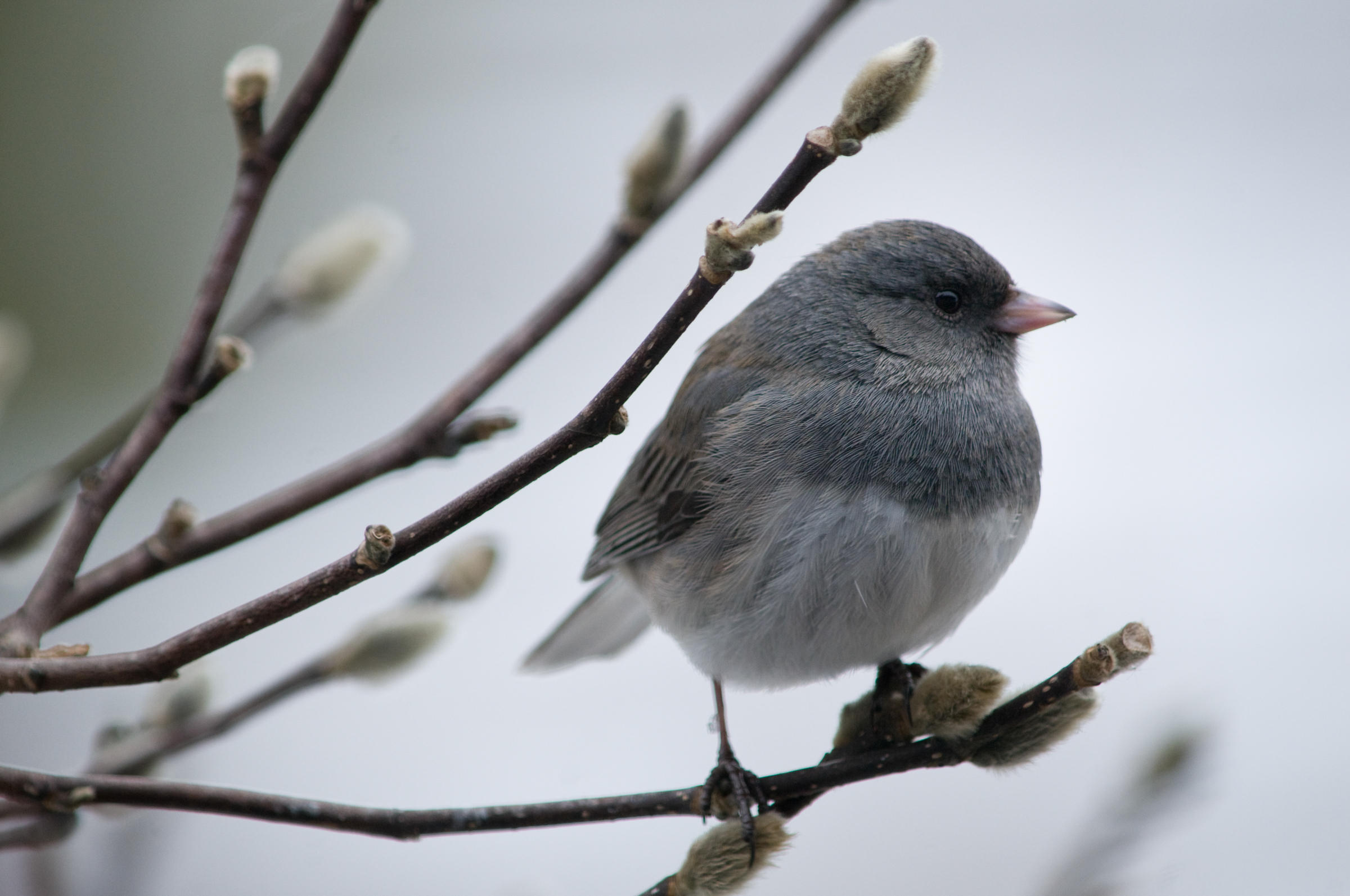 Dark eyed Junco Audubon Field Guide