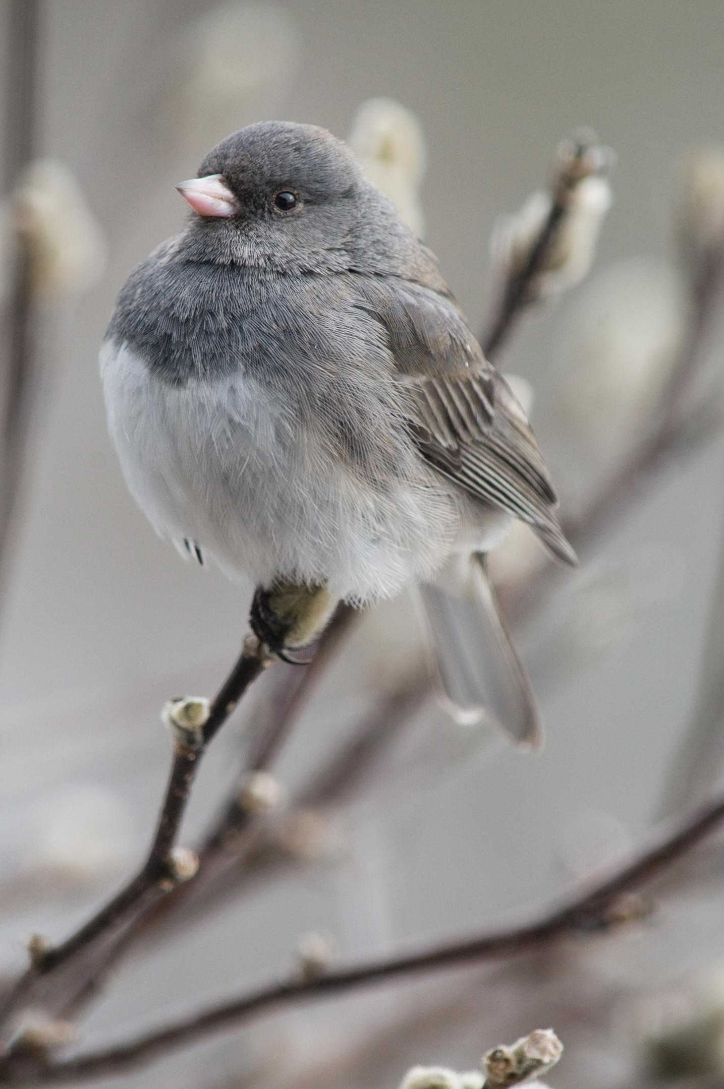Darkeyed Junco Audubon Field Guide