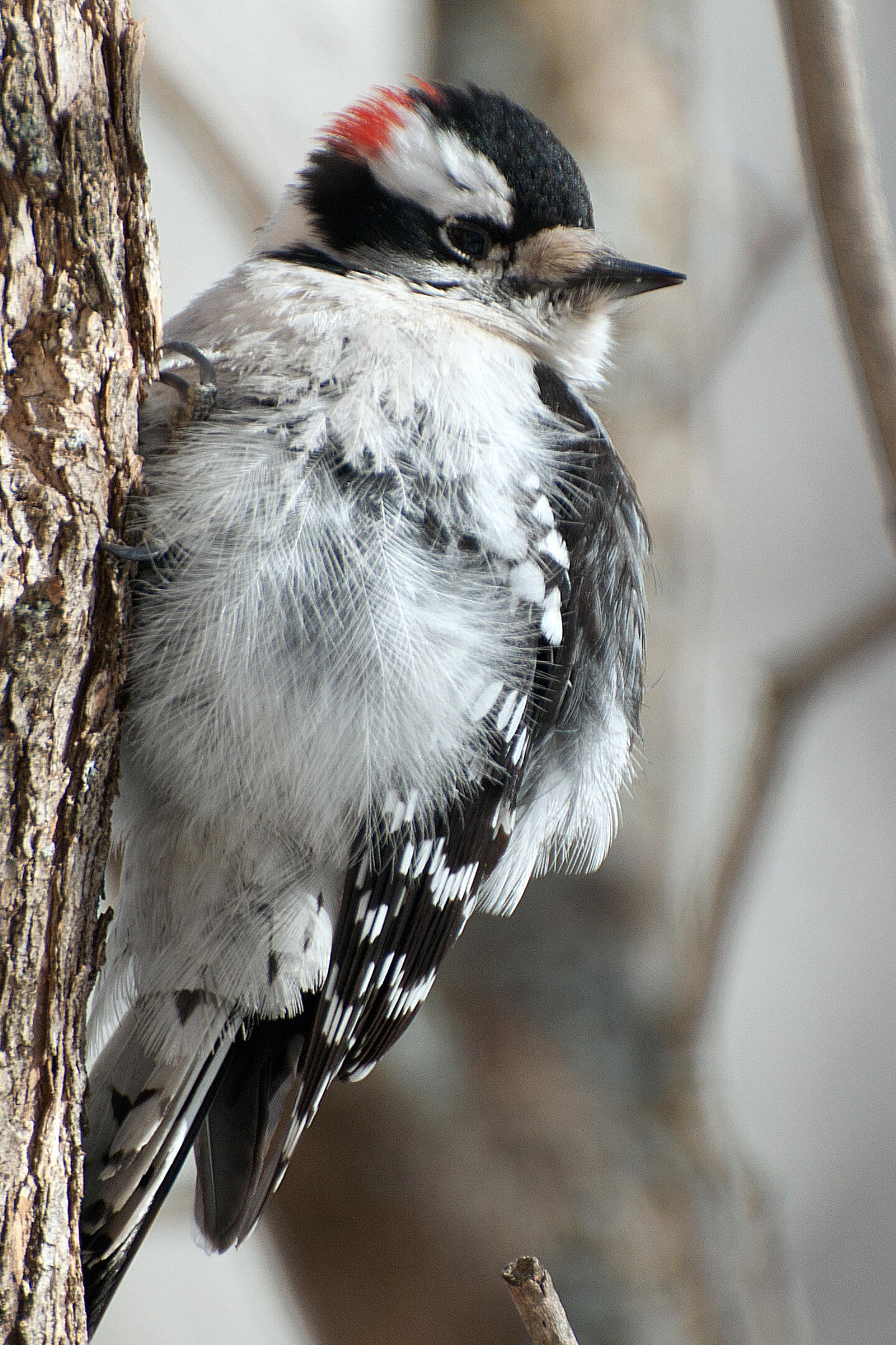 Downy Woodpecker Audubon Field Guide