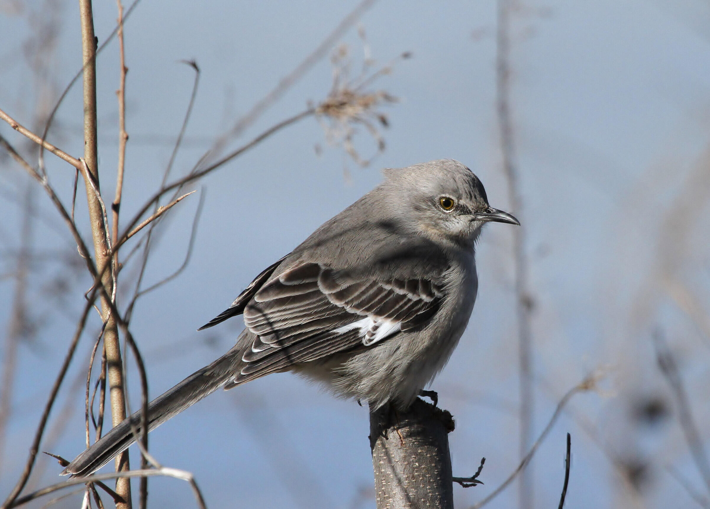 Northern Mockingbird Audubon Field Guide