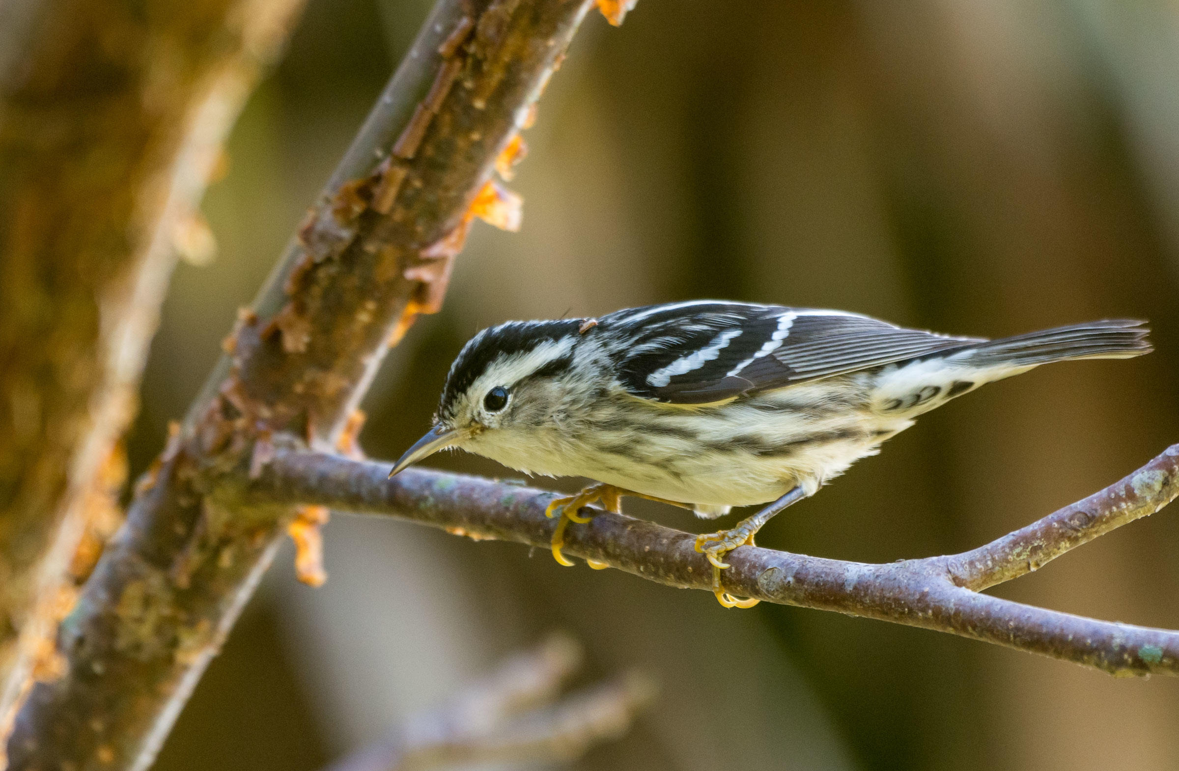 Blackandwhite Warbler Audubon Field Guide