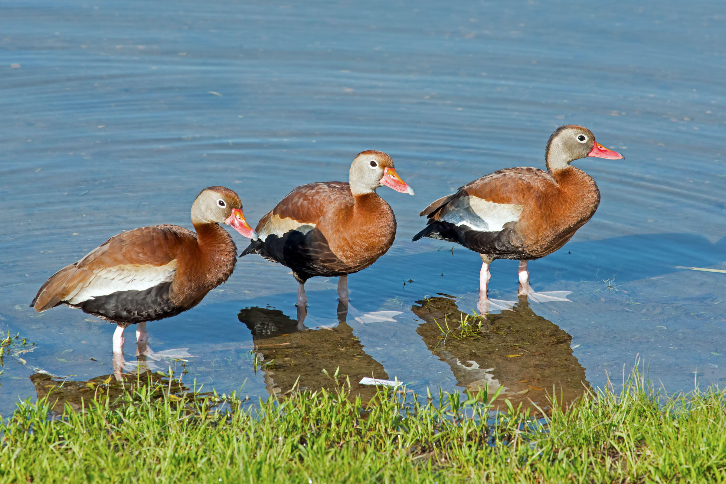 Blackbellied WhistlingDuck Audubon Field Guide